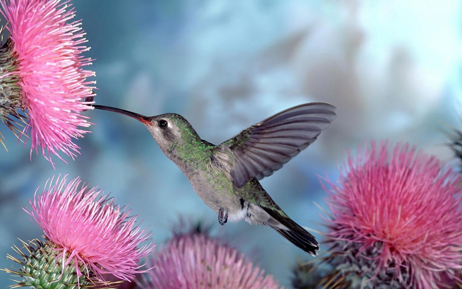 Бесплатное фото Птичка колибри