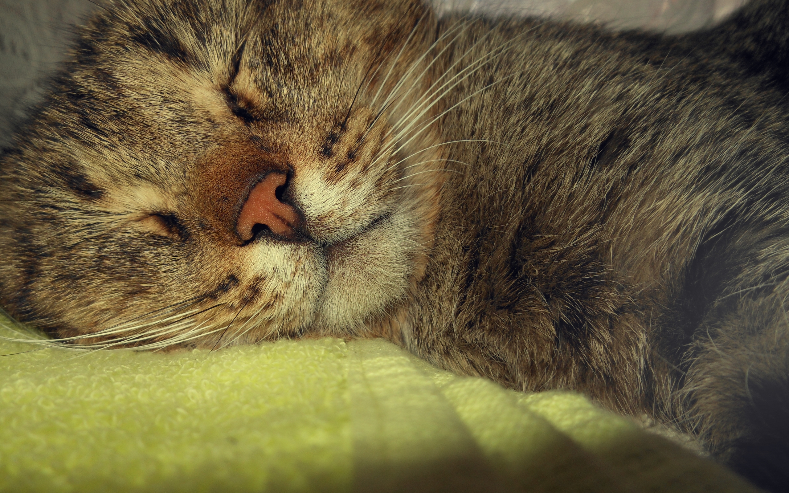 Wallpapers cat dream face on the desktop