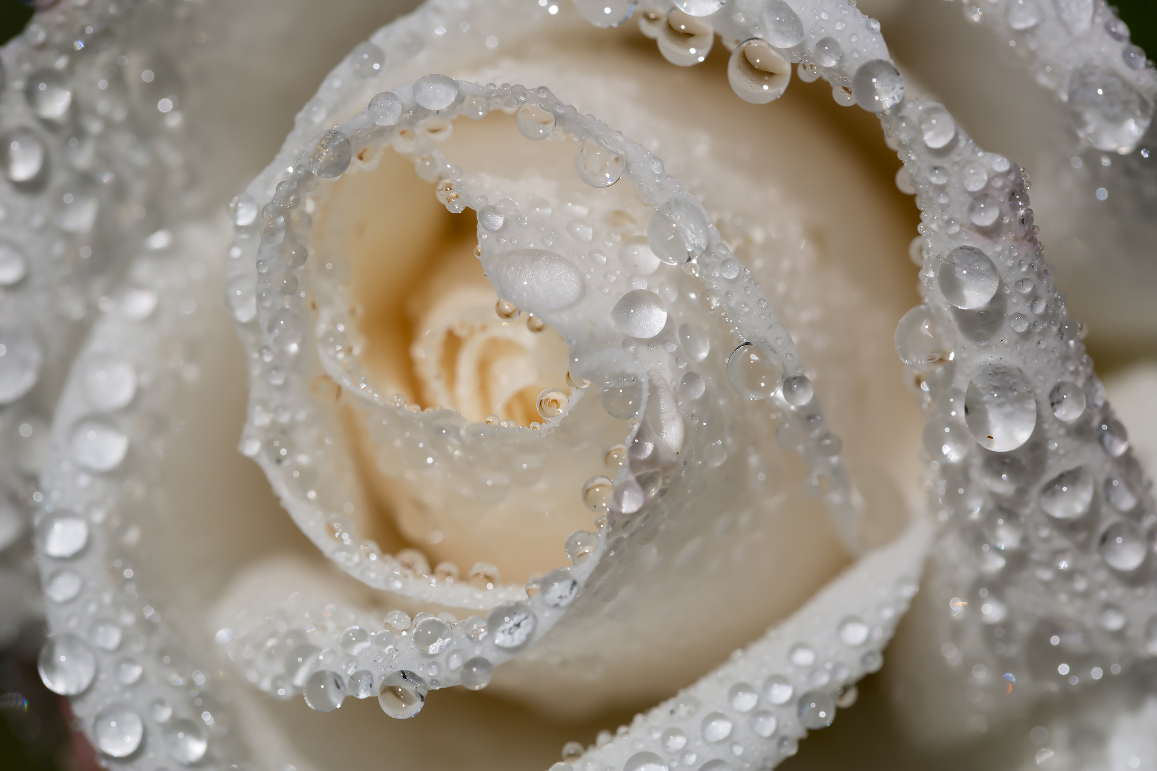 免费照片在水滴中的白玫瑰