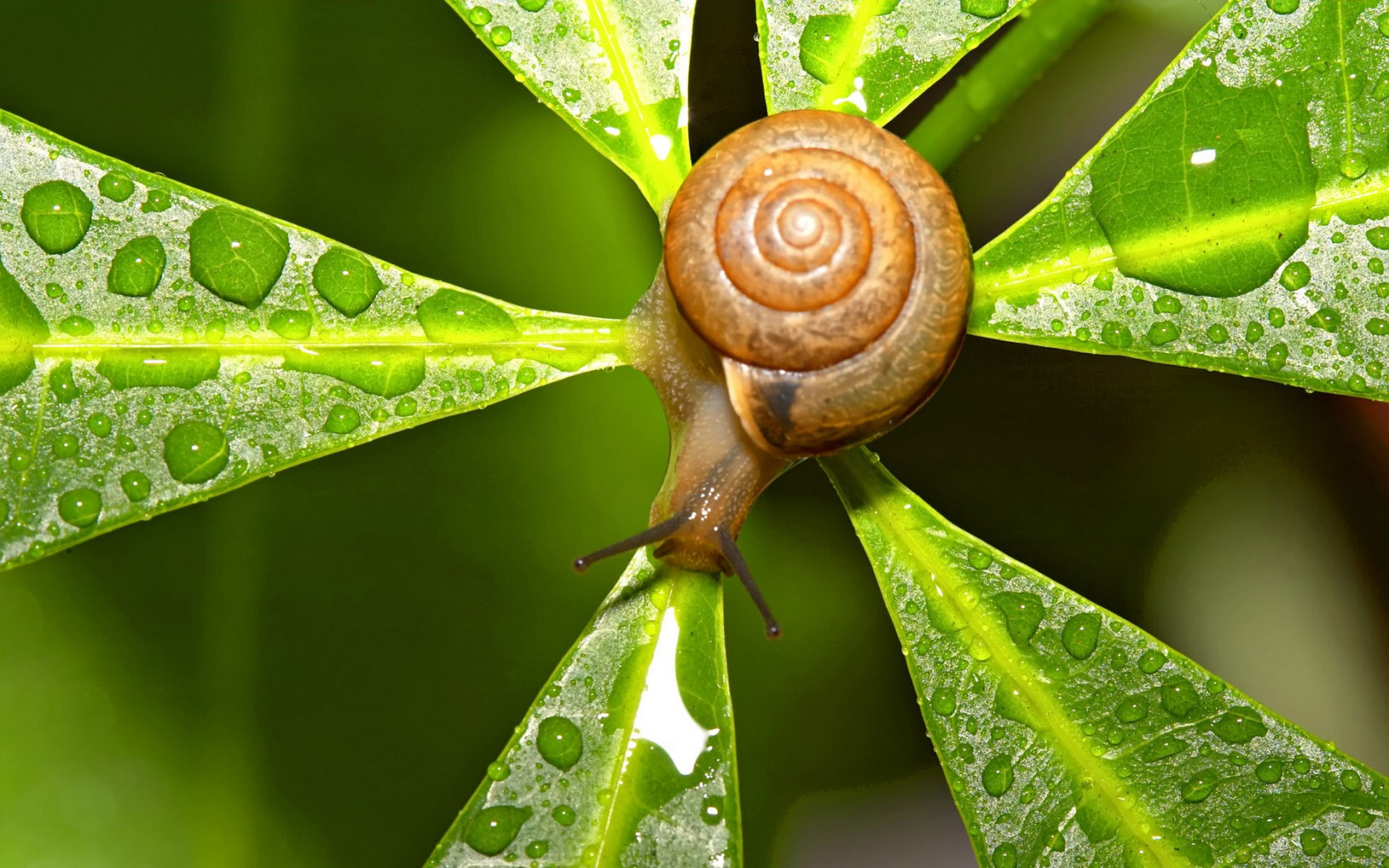 Free photo Snail closeup