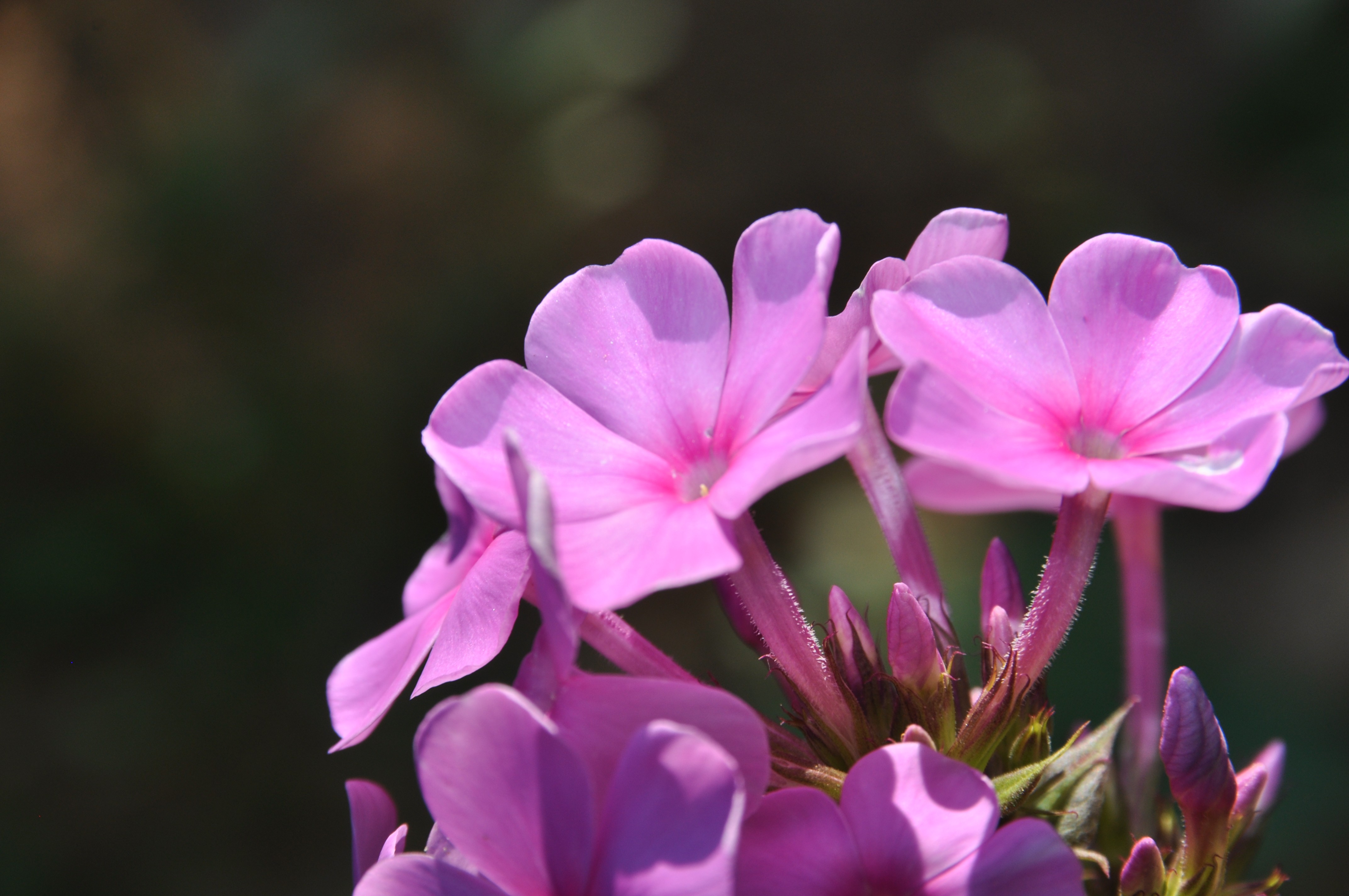 Free photo Phloxes under the sun