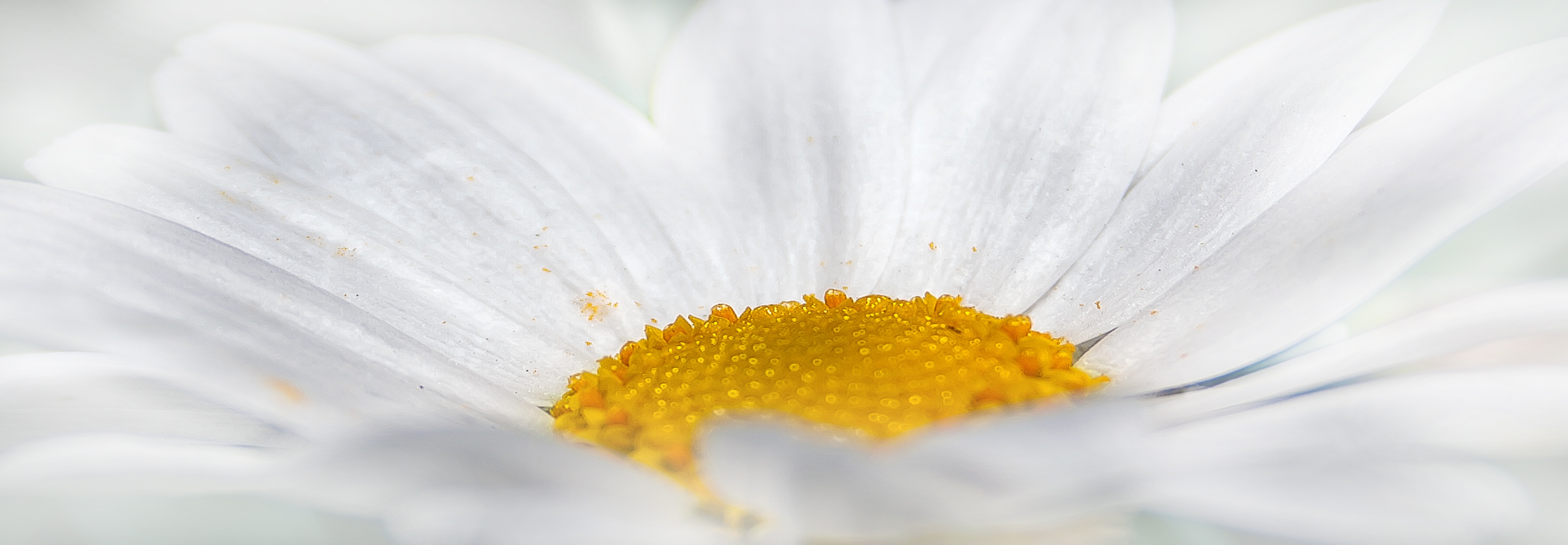 桌面上的壁纸自然 花 栽种