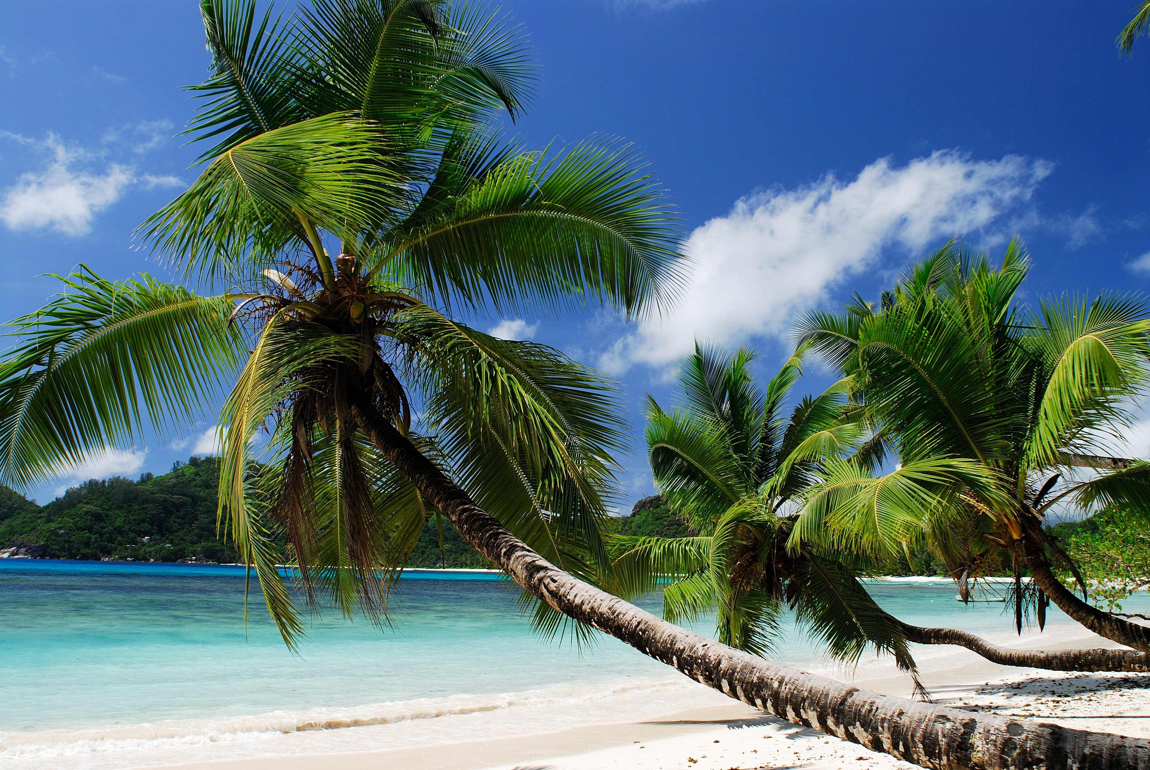 Free photo Low palm trees on the island