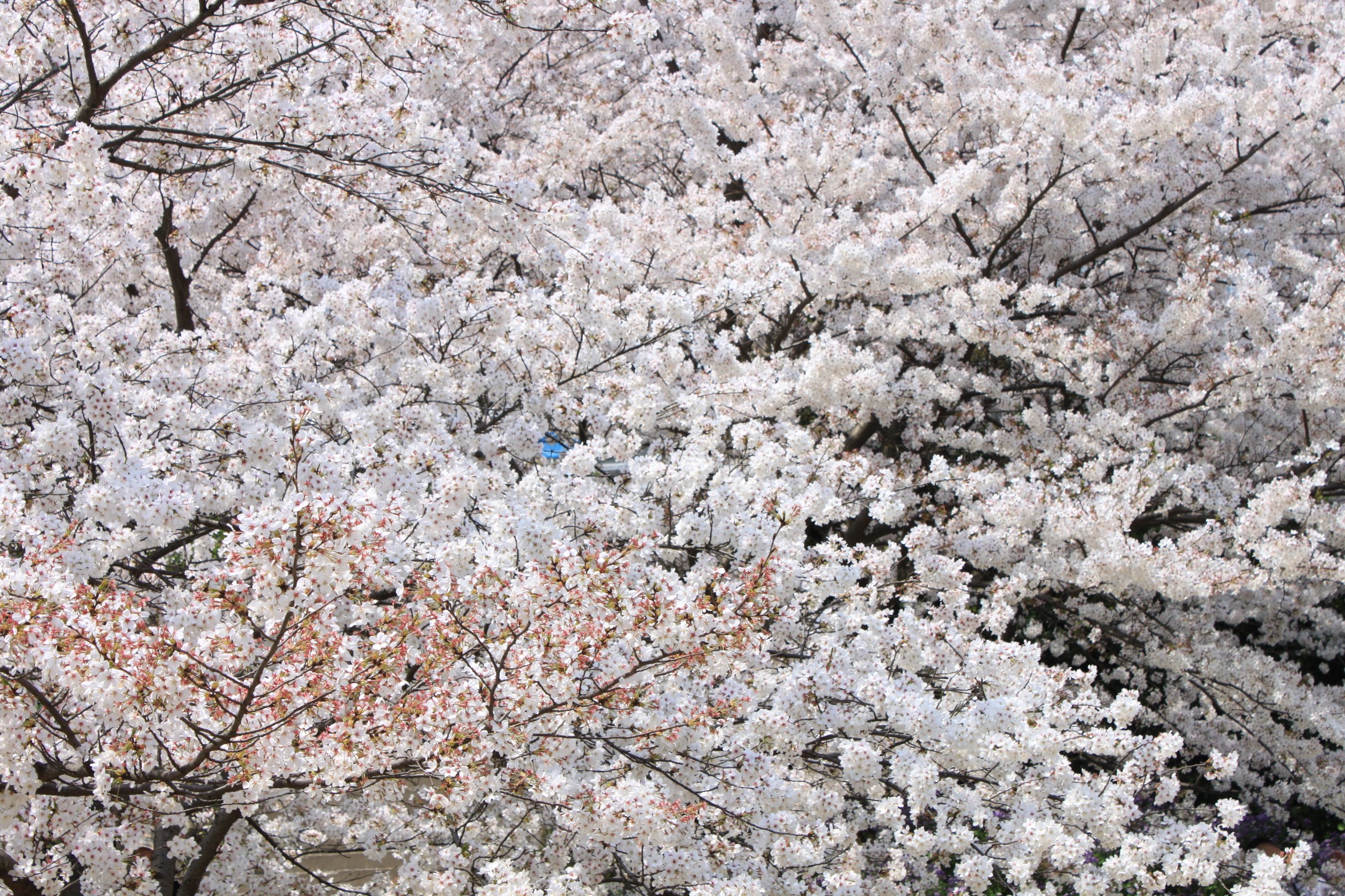 Большое дерево с белыми цветами на ветках