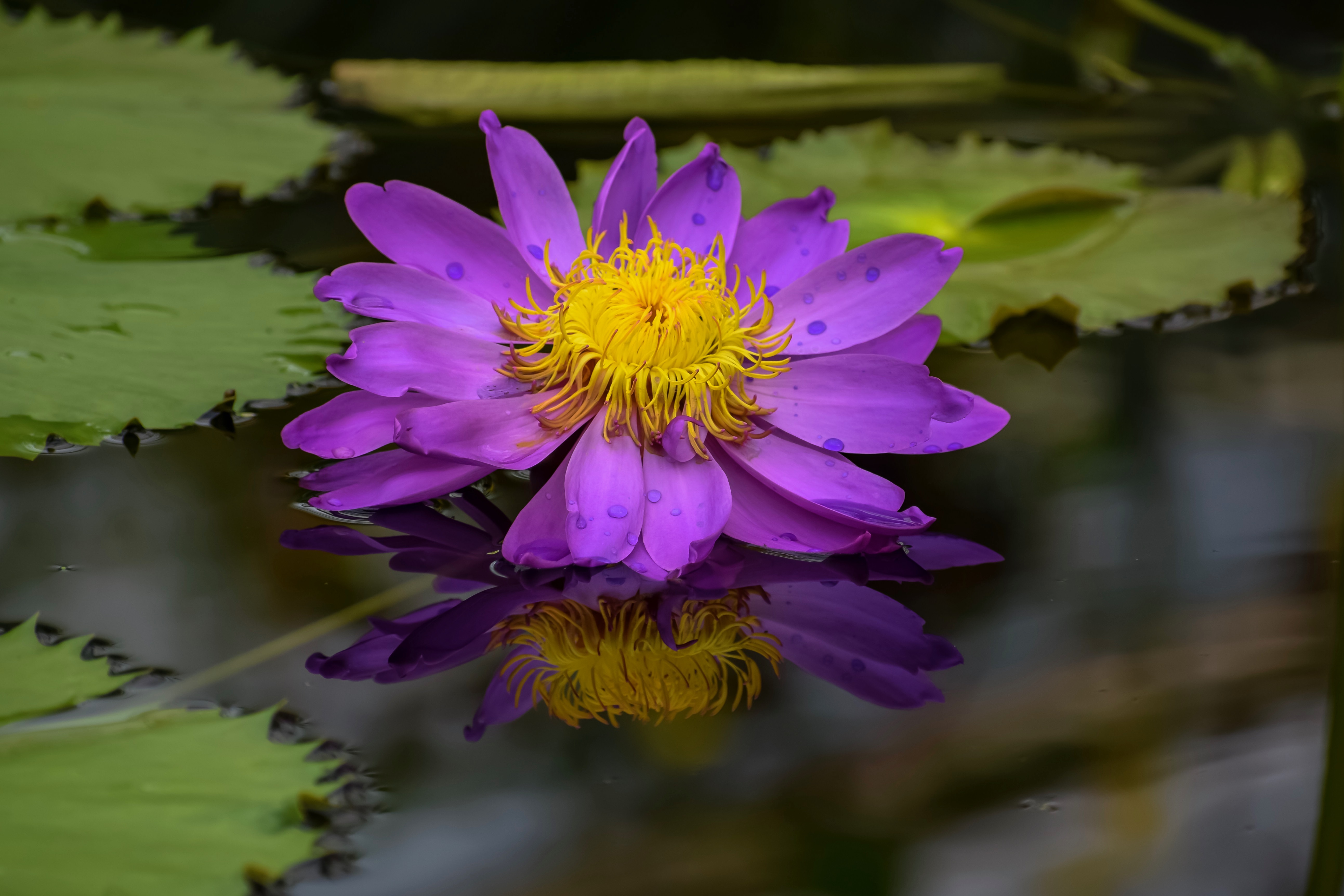 Обои водоём фиолетовый цветок отражение на рабочий стол