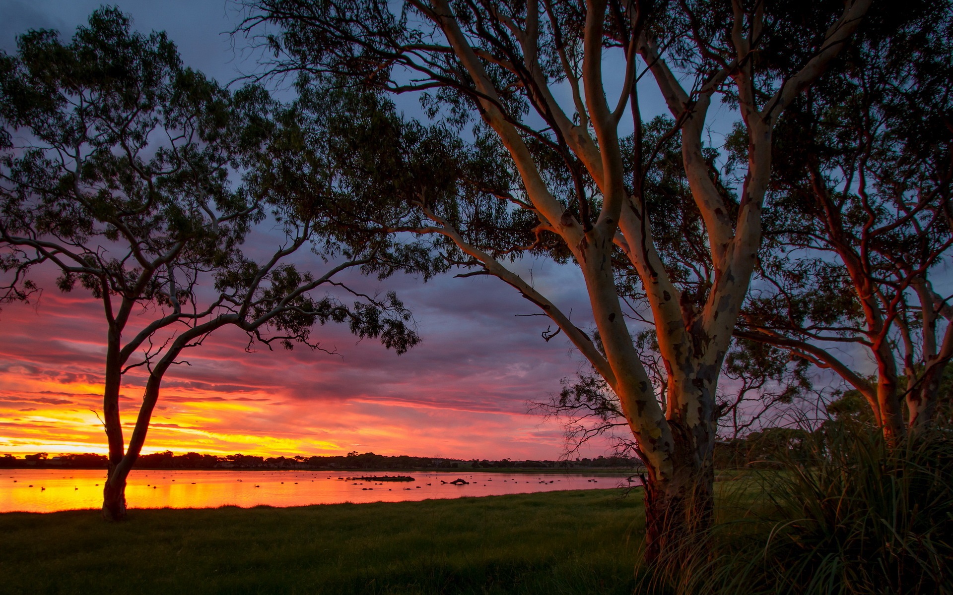 免费照片澳大利亚的大沼泽