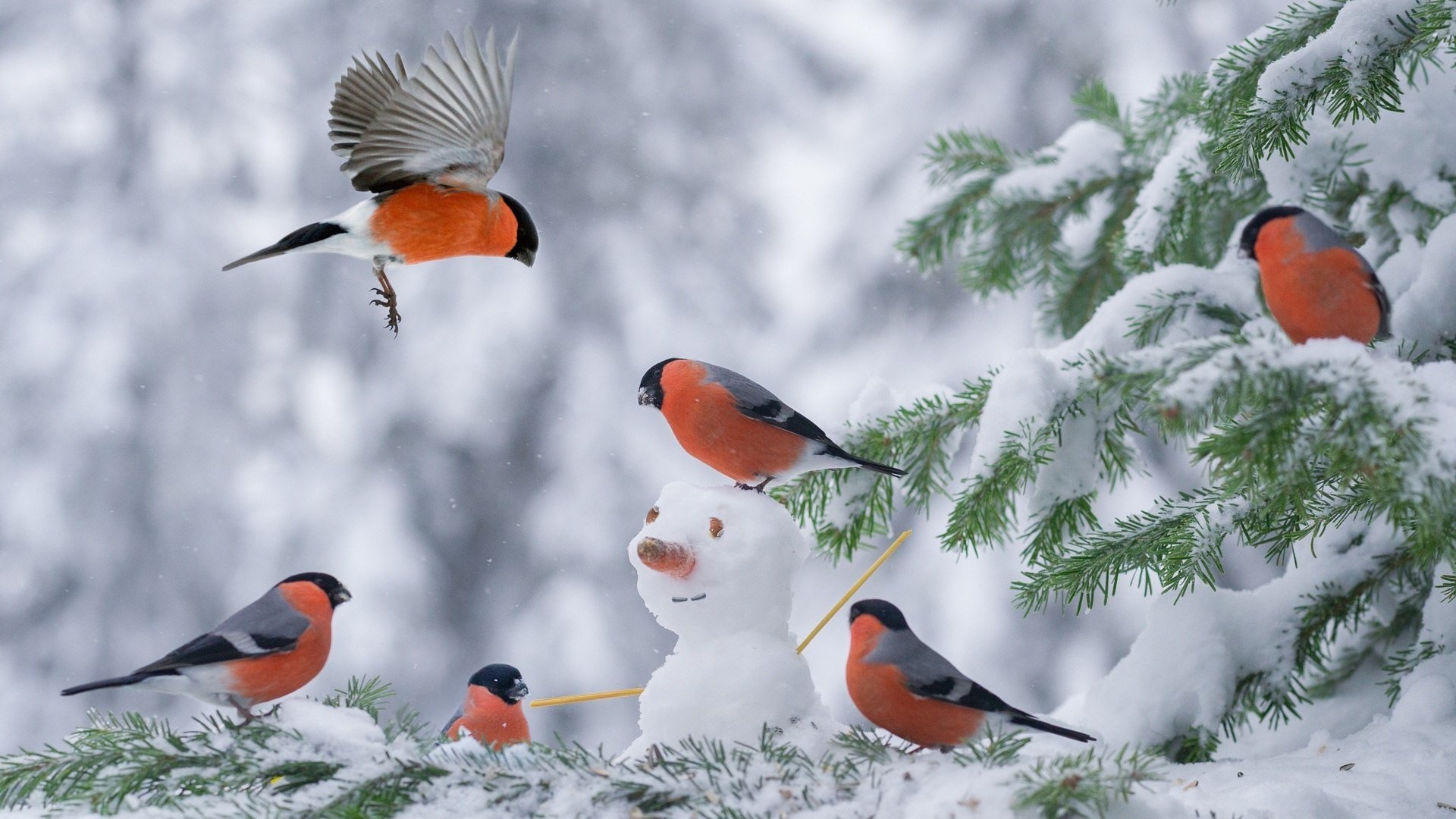 Бесплатное фото Снегири подружились со снеговиком
