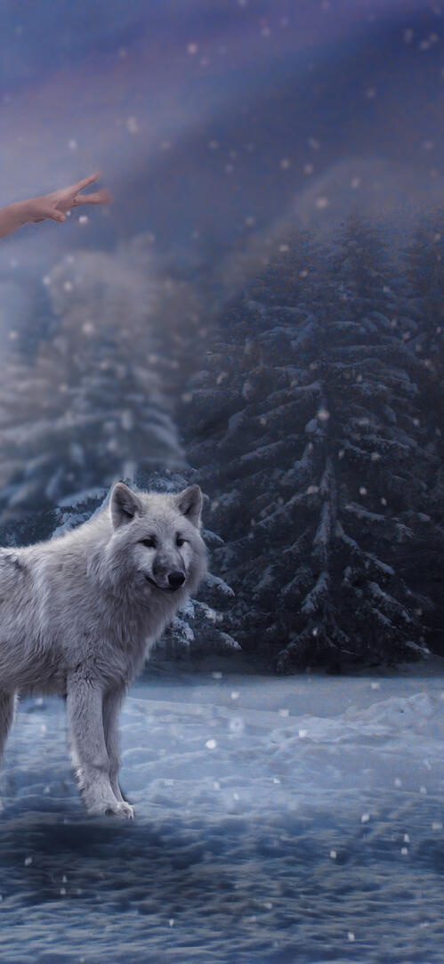 Обои девушка и волк зима снег на рабочий стол