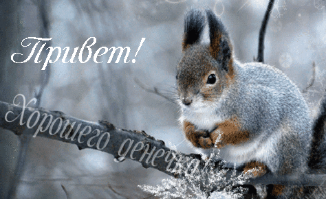 Free postcard Greetings from belka