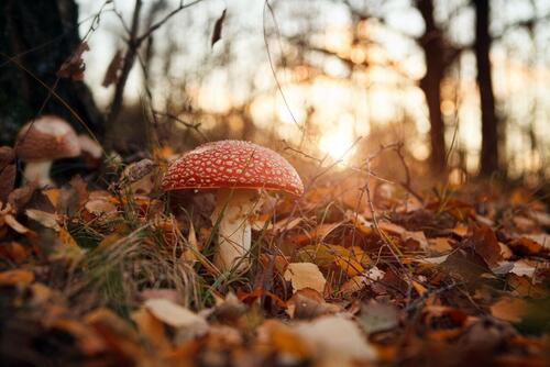 Бесплатные фото грибов Бесплатные фото грибов