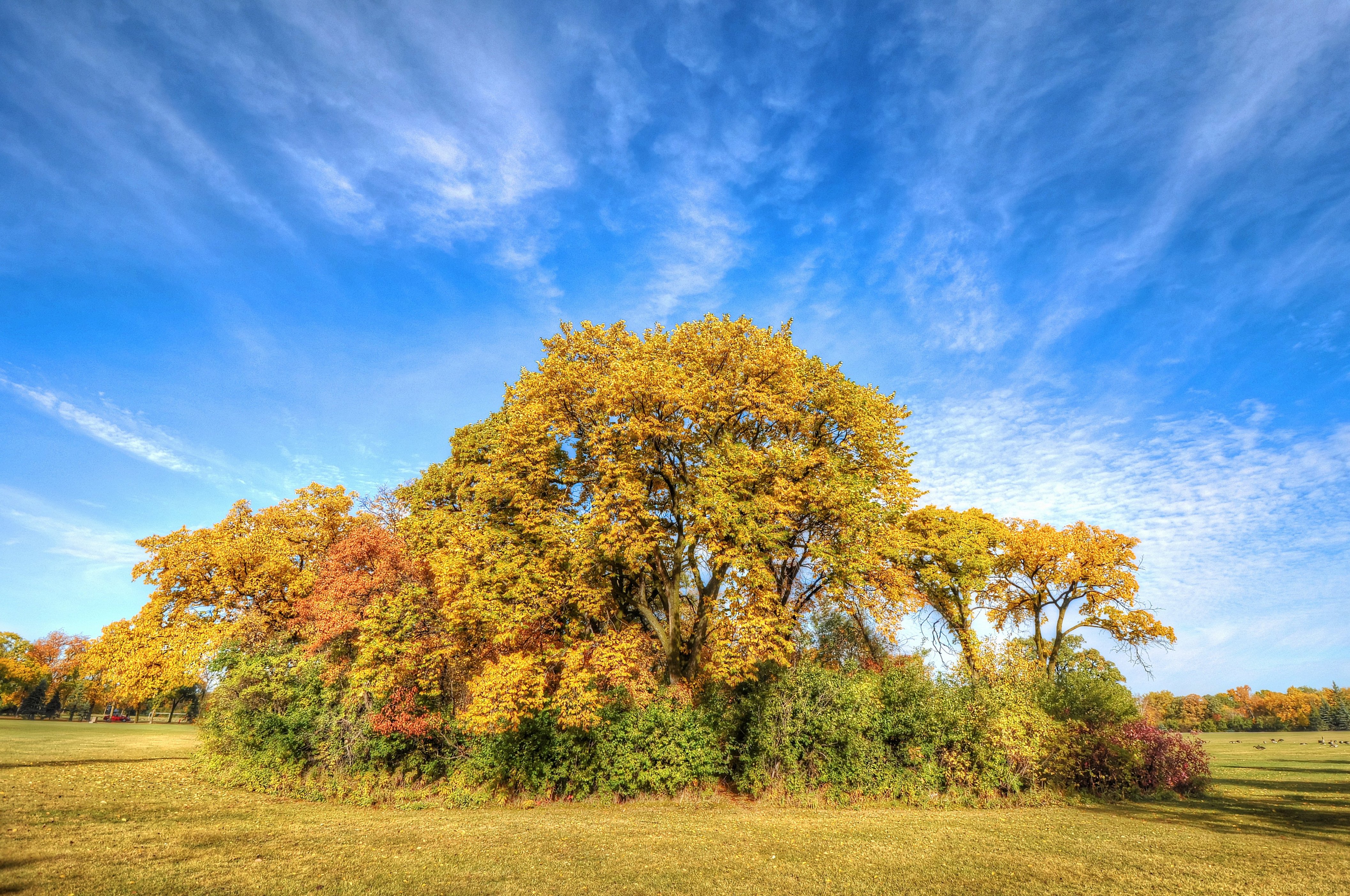 Free photo A forested islet in a field