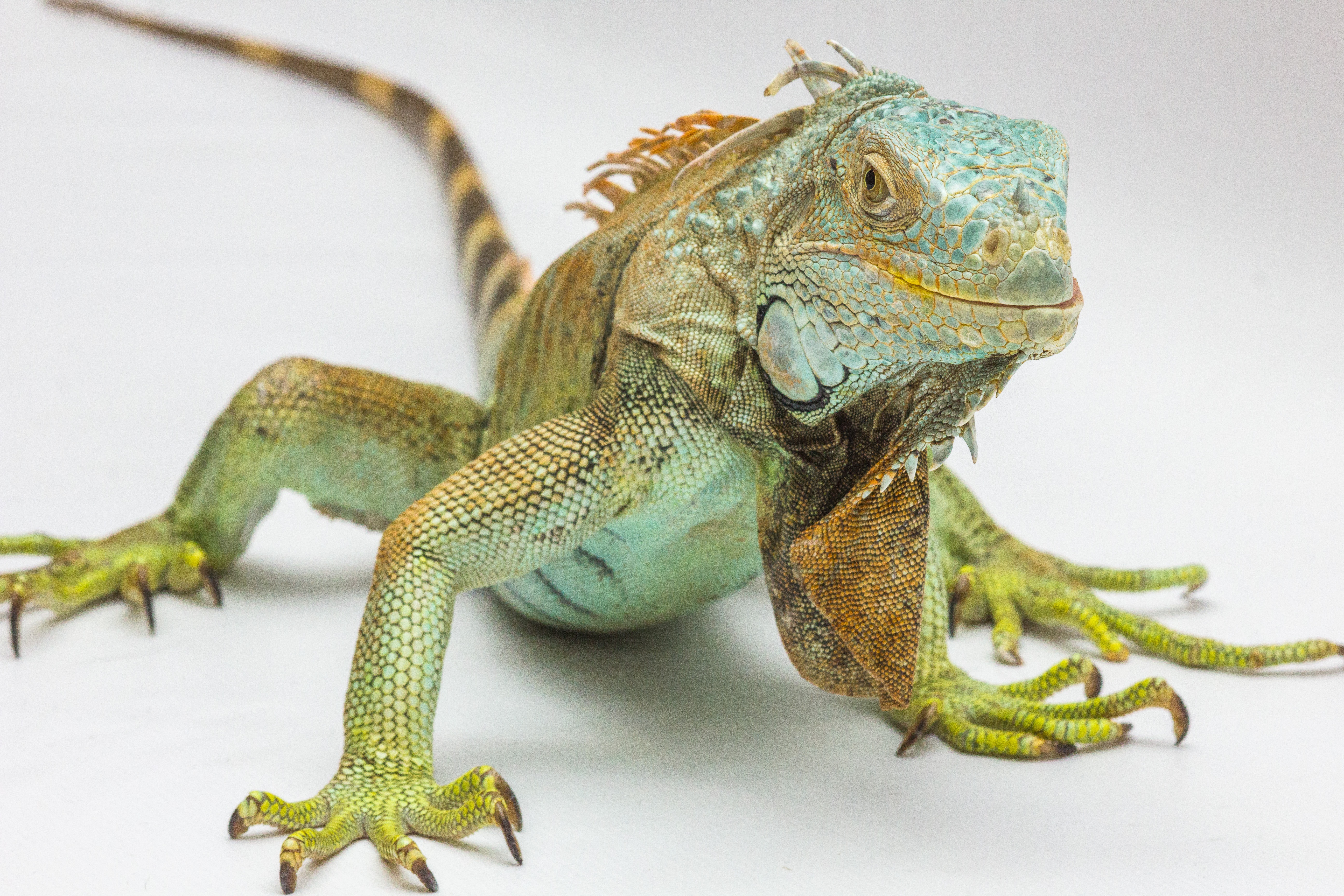 Free photo Green iguana on white background