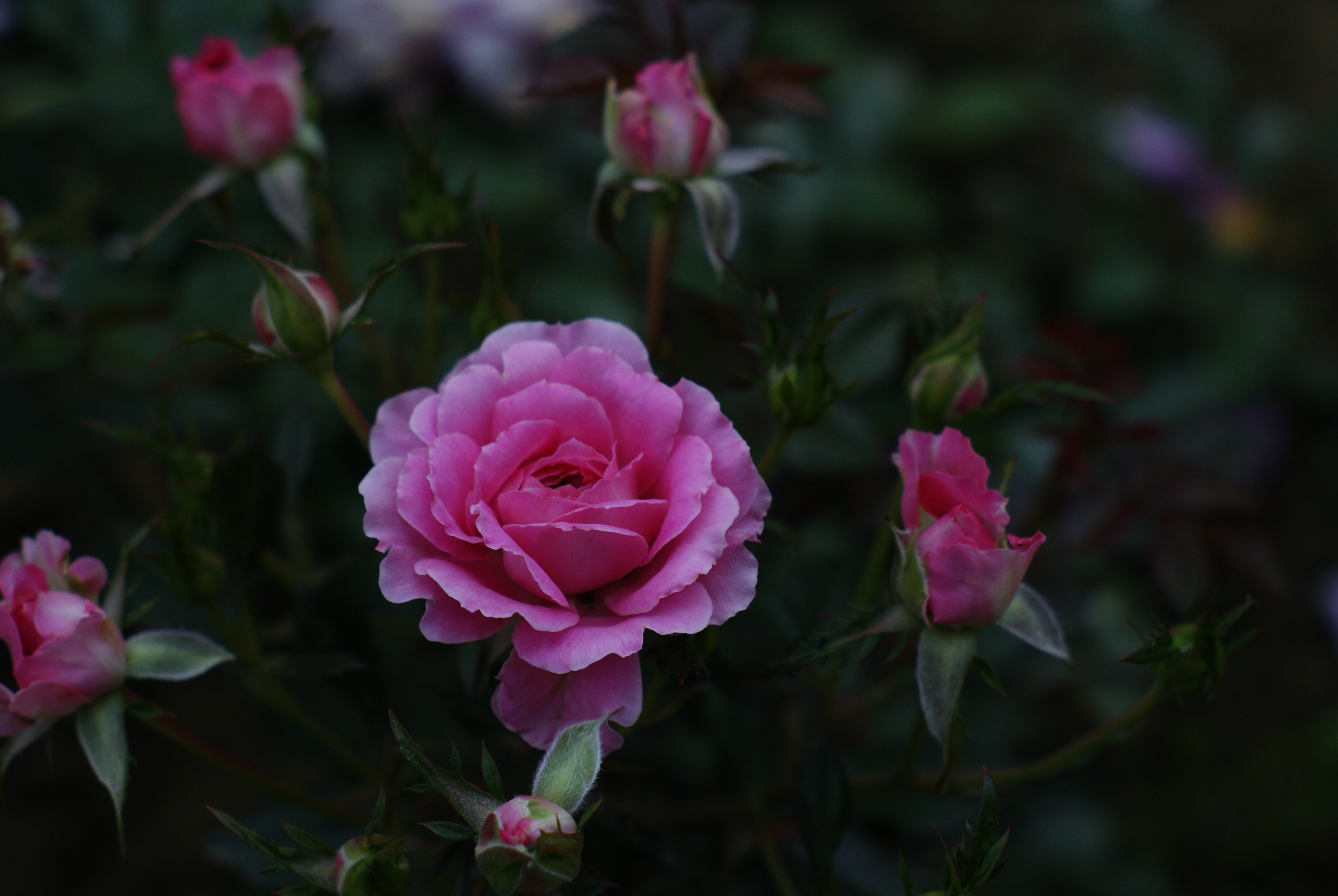 Wallpapers small flowers flower flora on the desktop