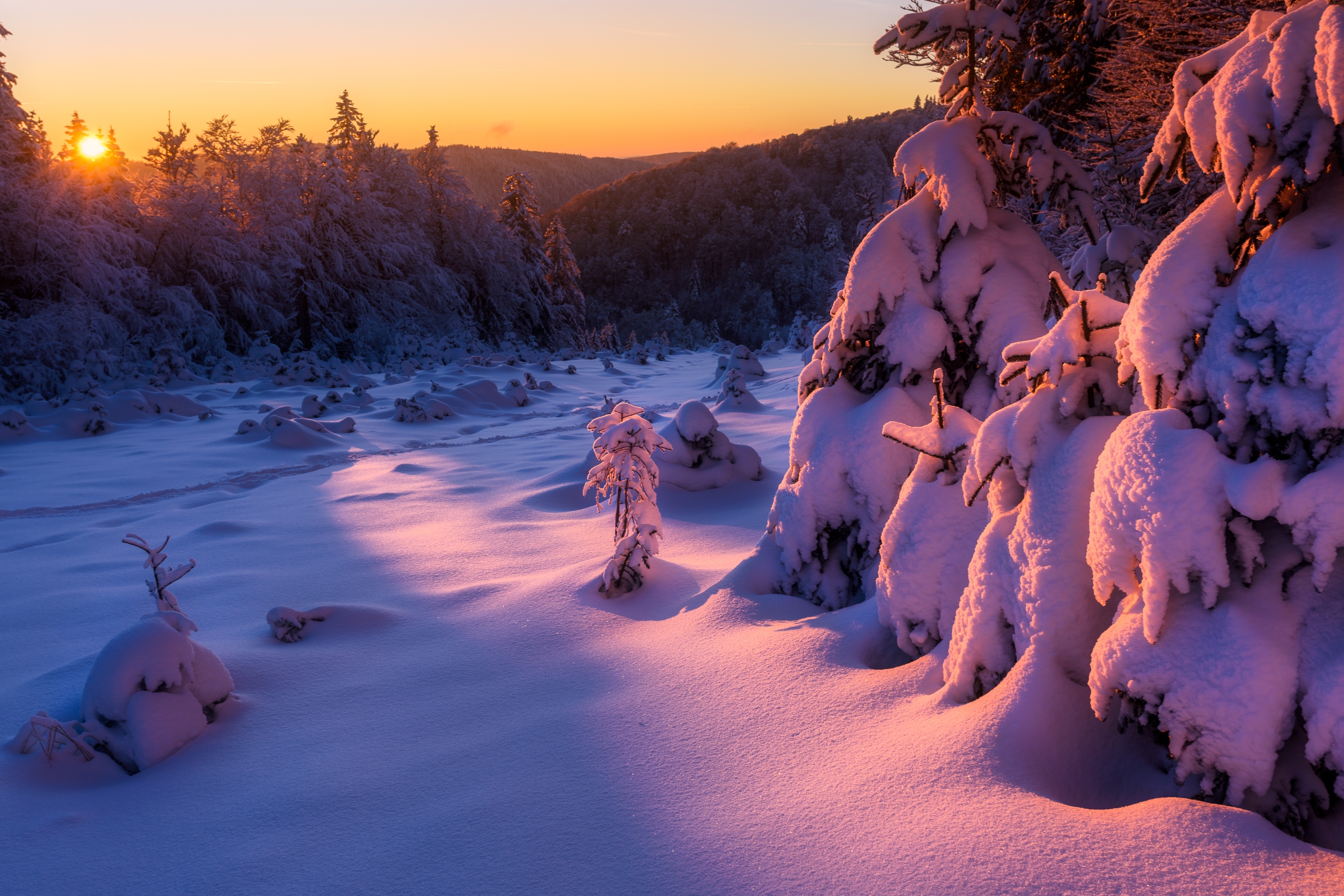 Free photo Snowdrifts on tree branches