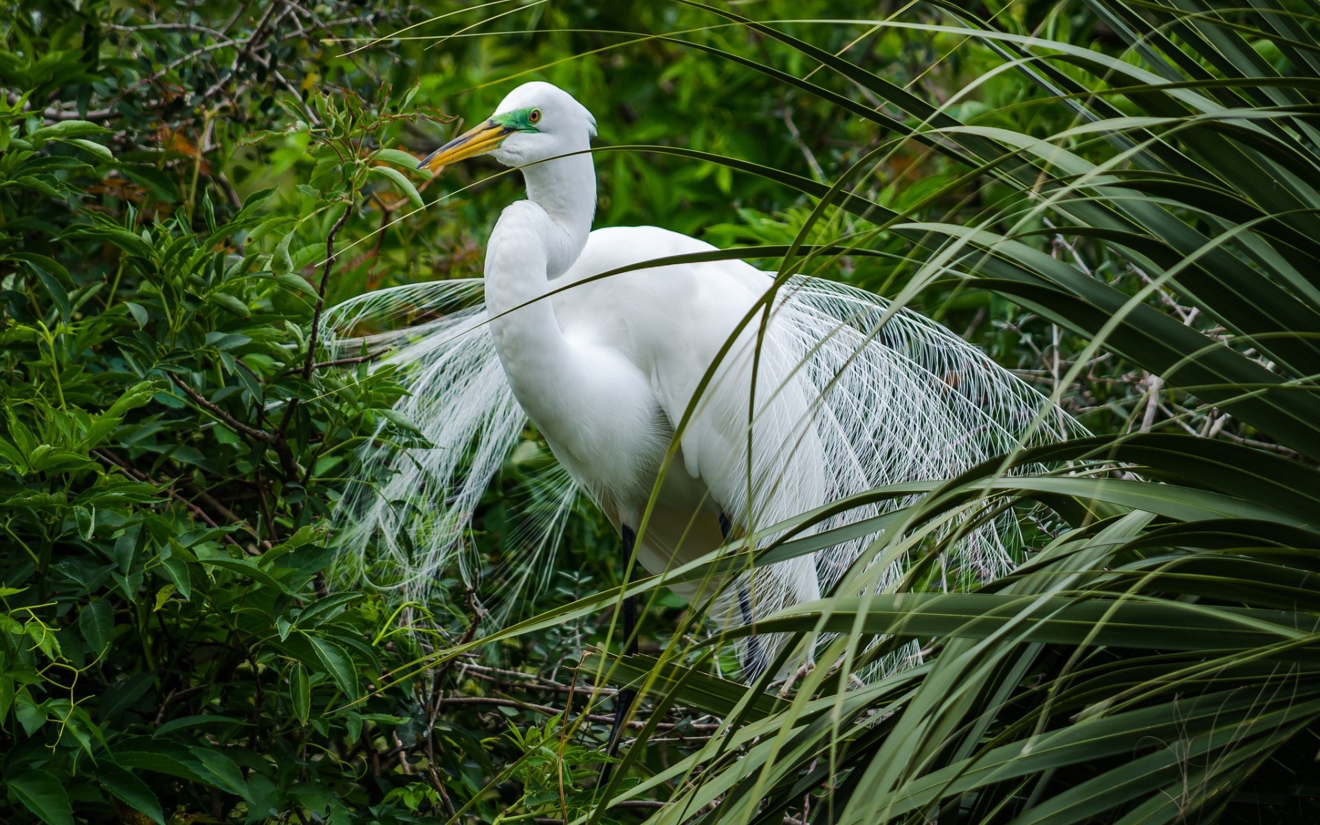 Wallpapers wallpaper egret white beak on the desktop