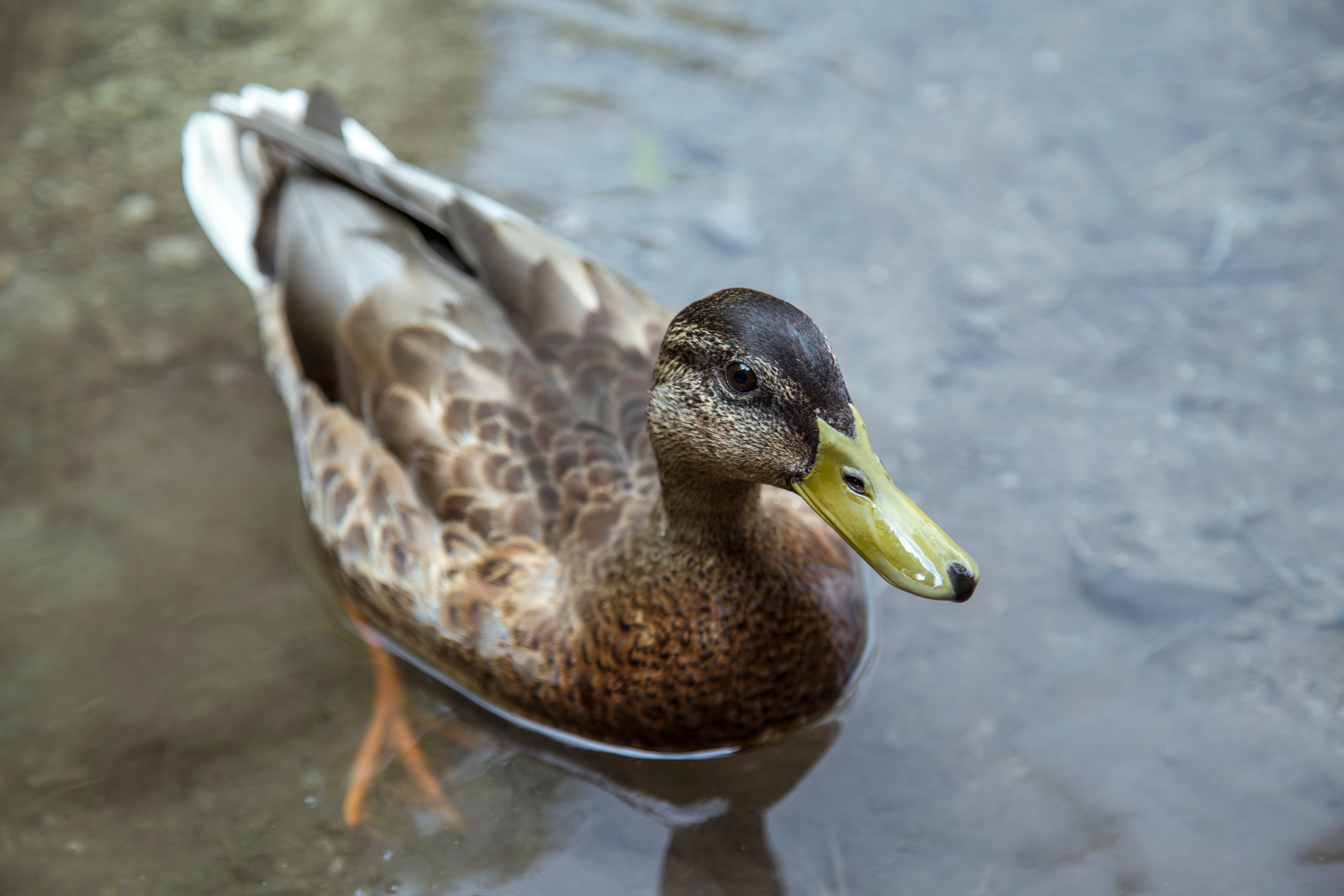 Free photo A duck swam up to the photographer