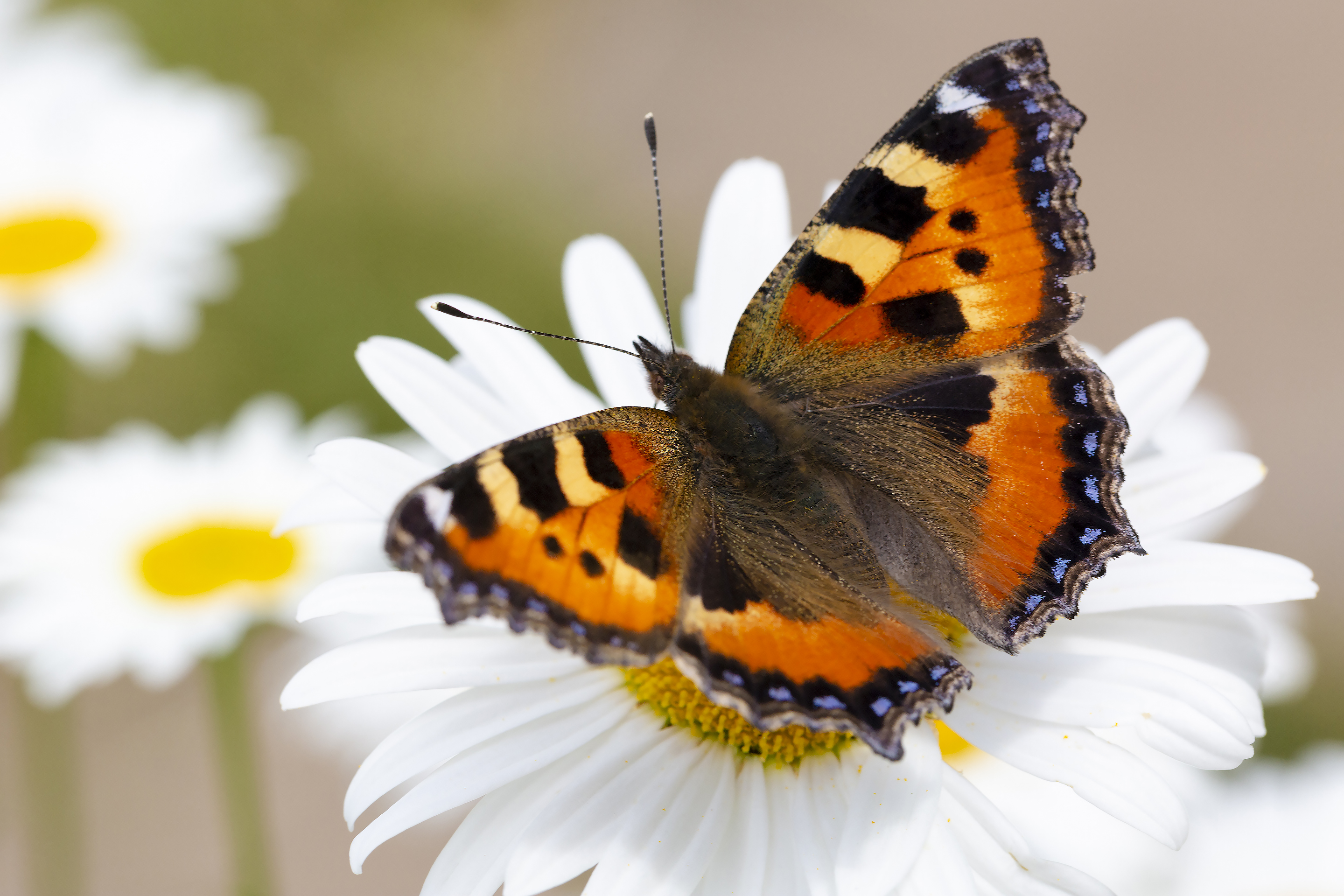 Бабочка крапивница на ромашке