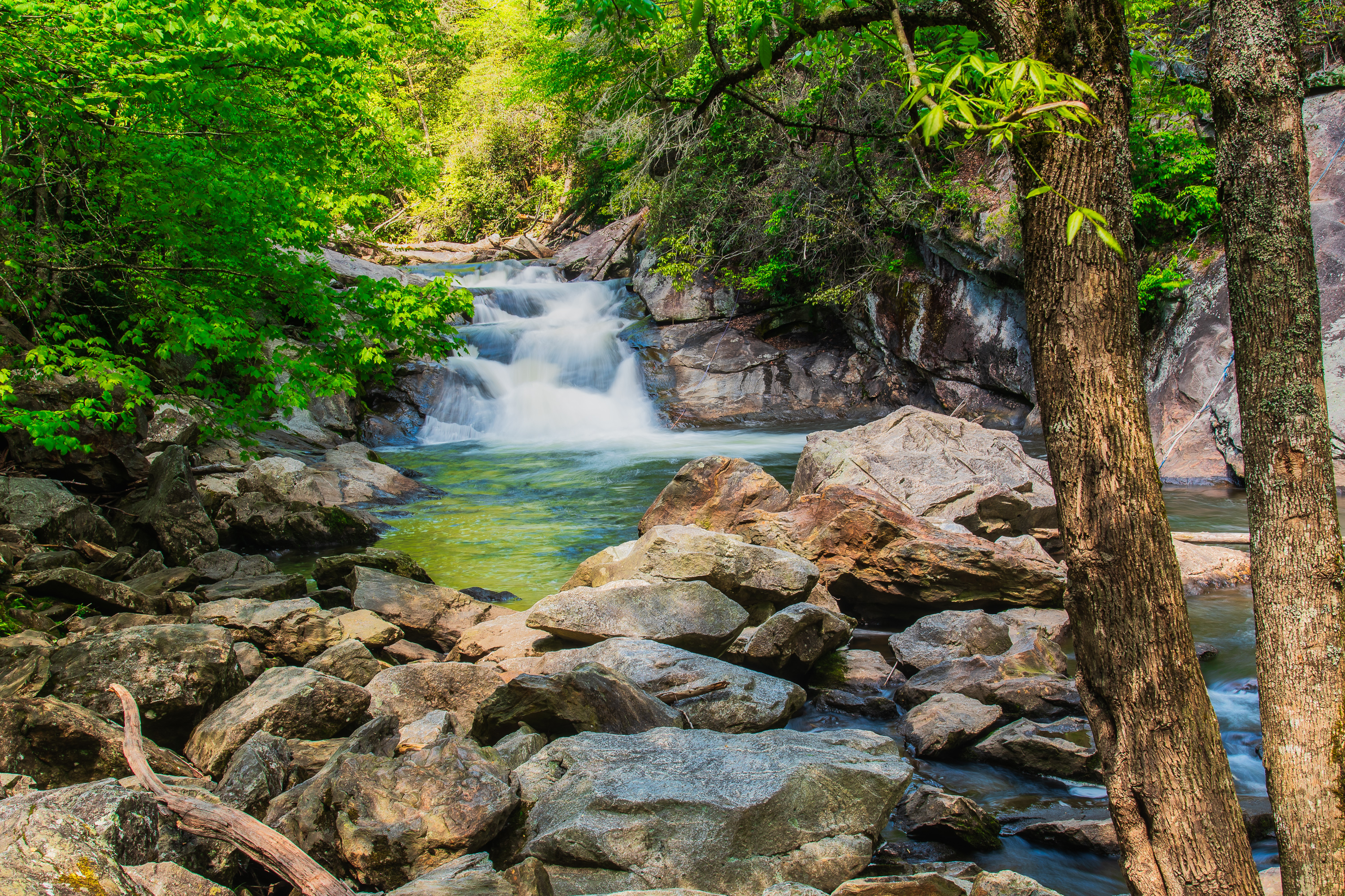 Wallpapers landscape North Carolina National Forest on the desktop