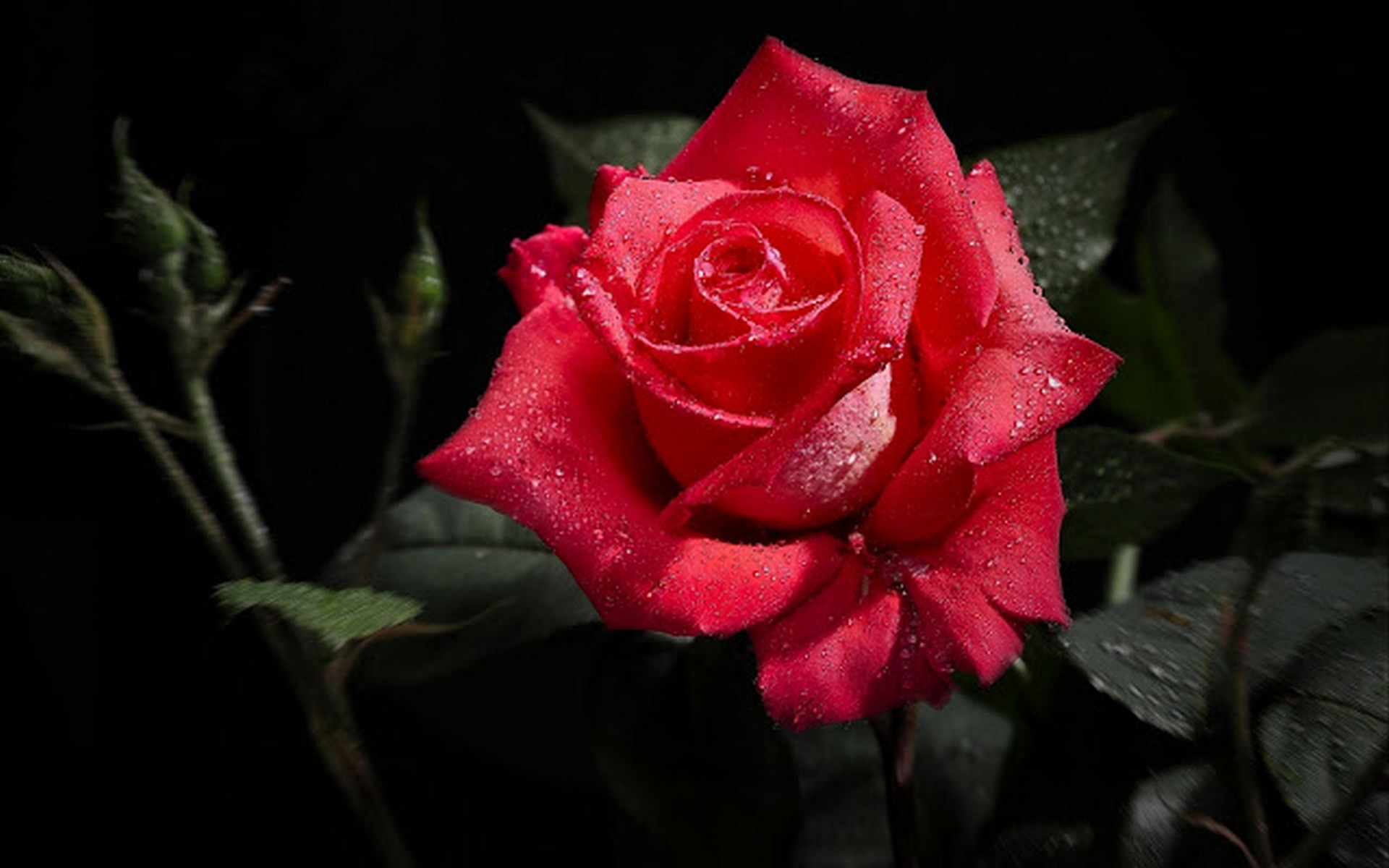 Wallpapers floribunda flowering plant flower on the desktop