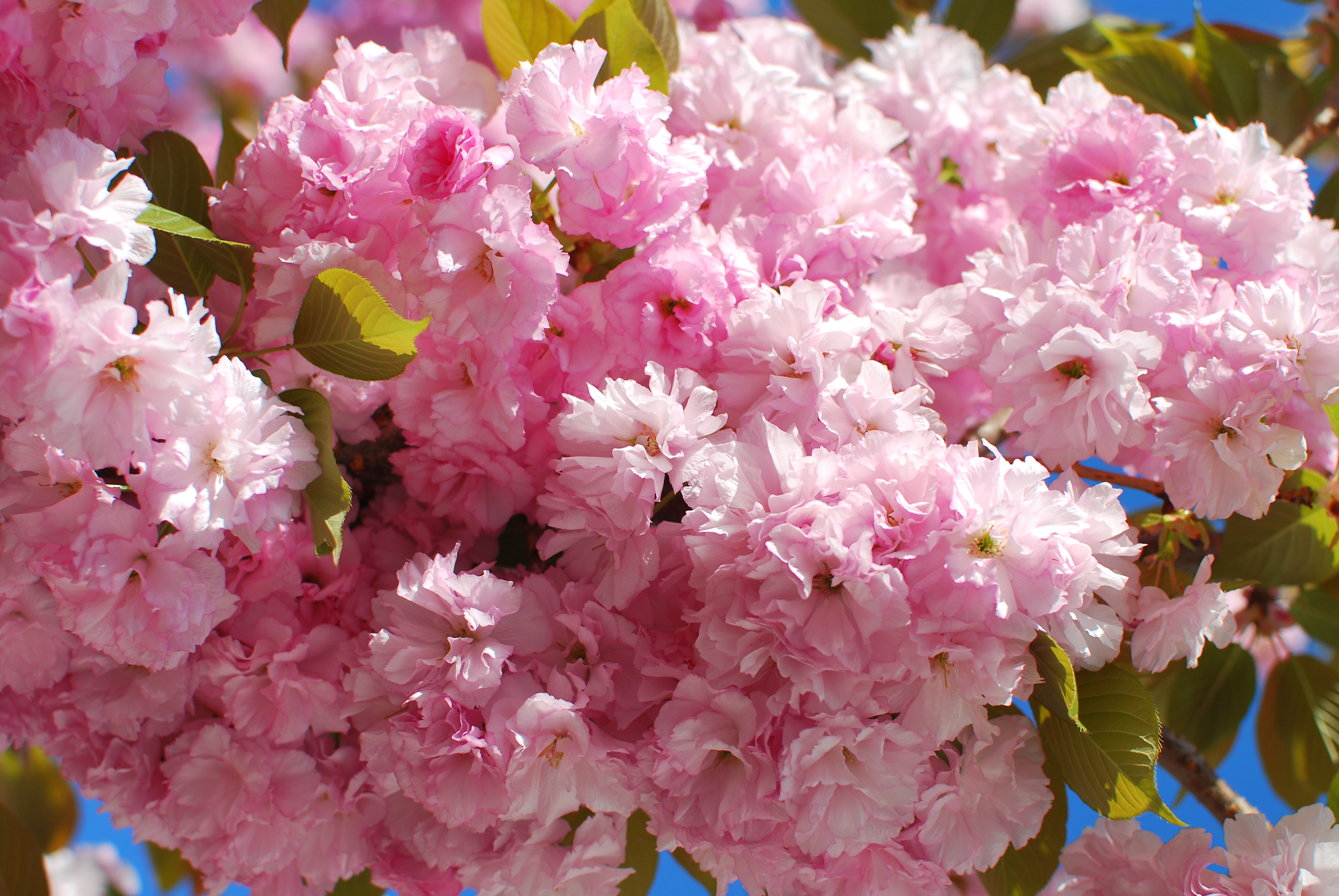 Free photo Cherry blossoms in Moscow