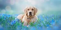 Собака в голубых цветах