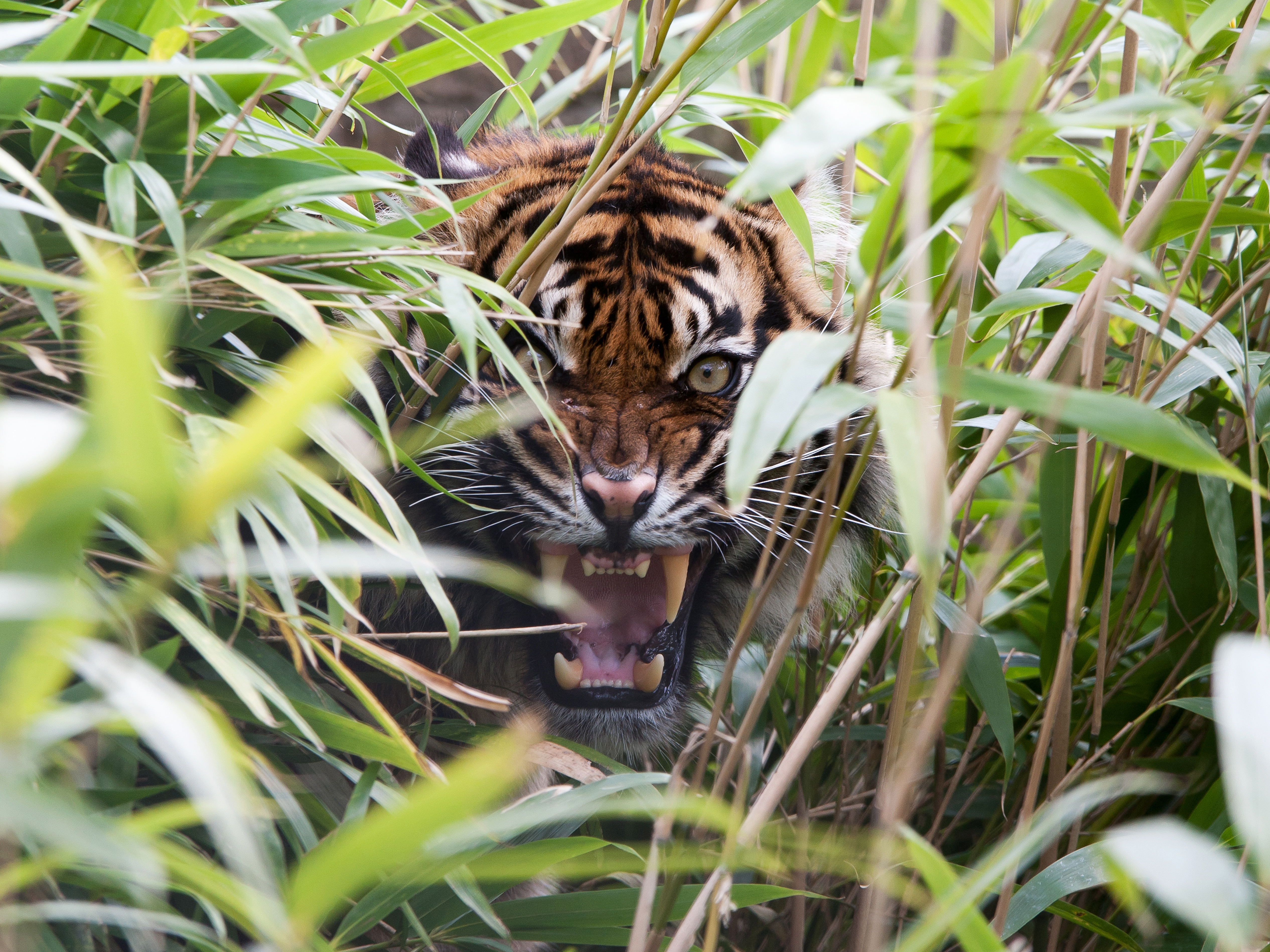 一只老虎在灌木丛中咆哮