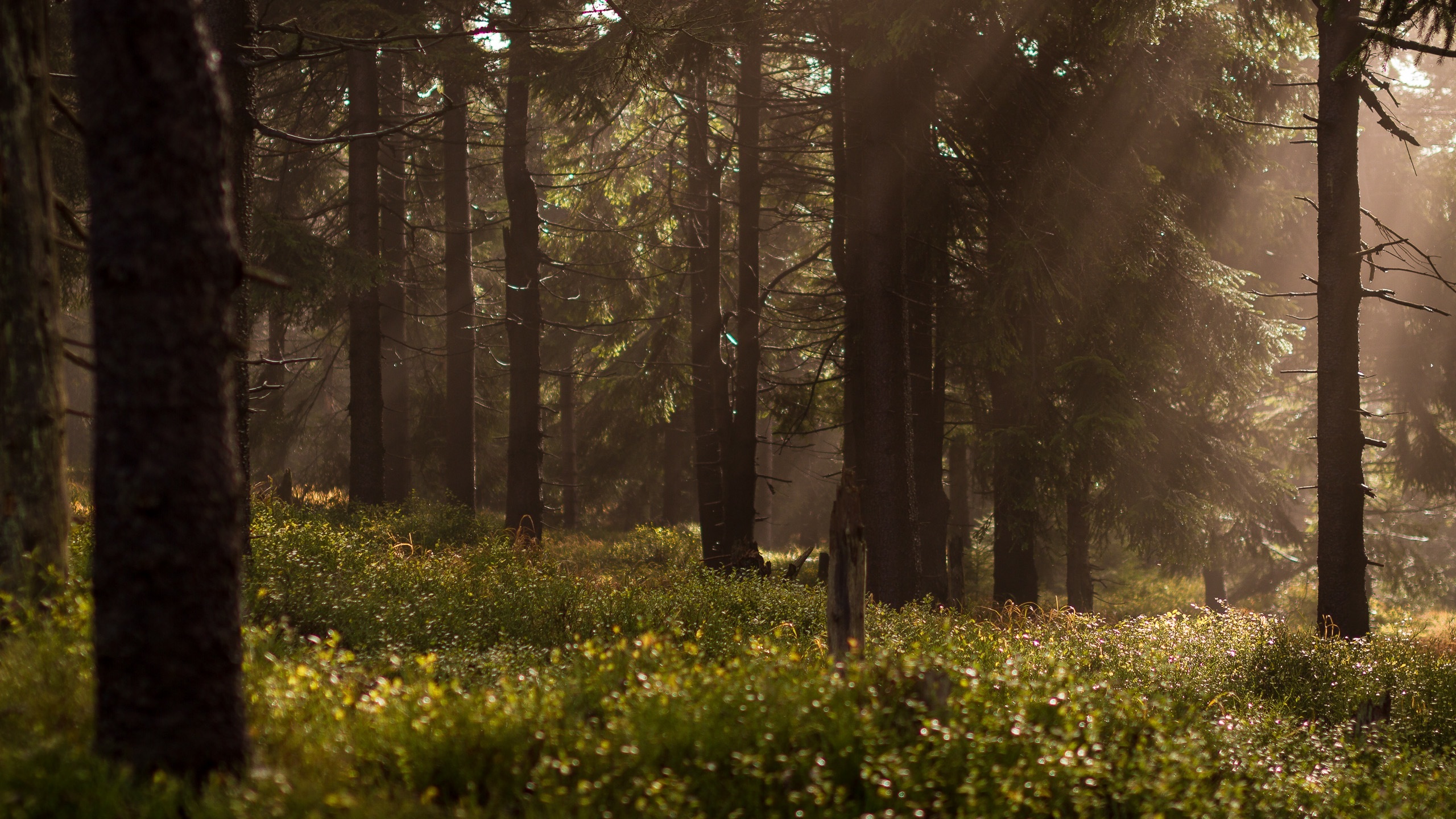 Free photo An old forest on a summer`s day