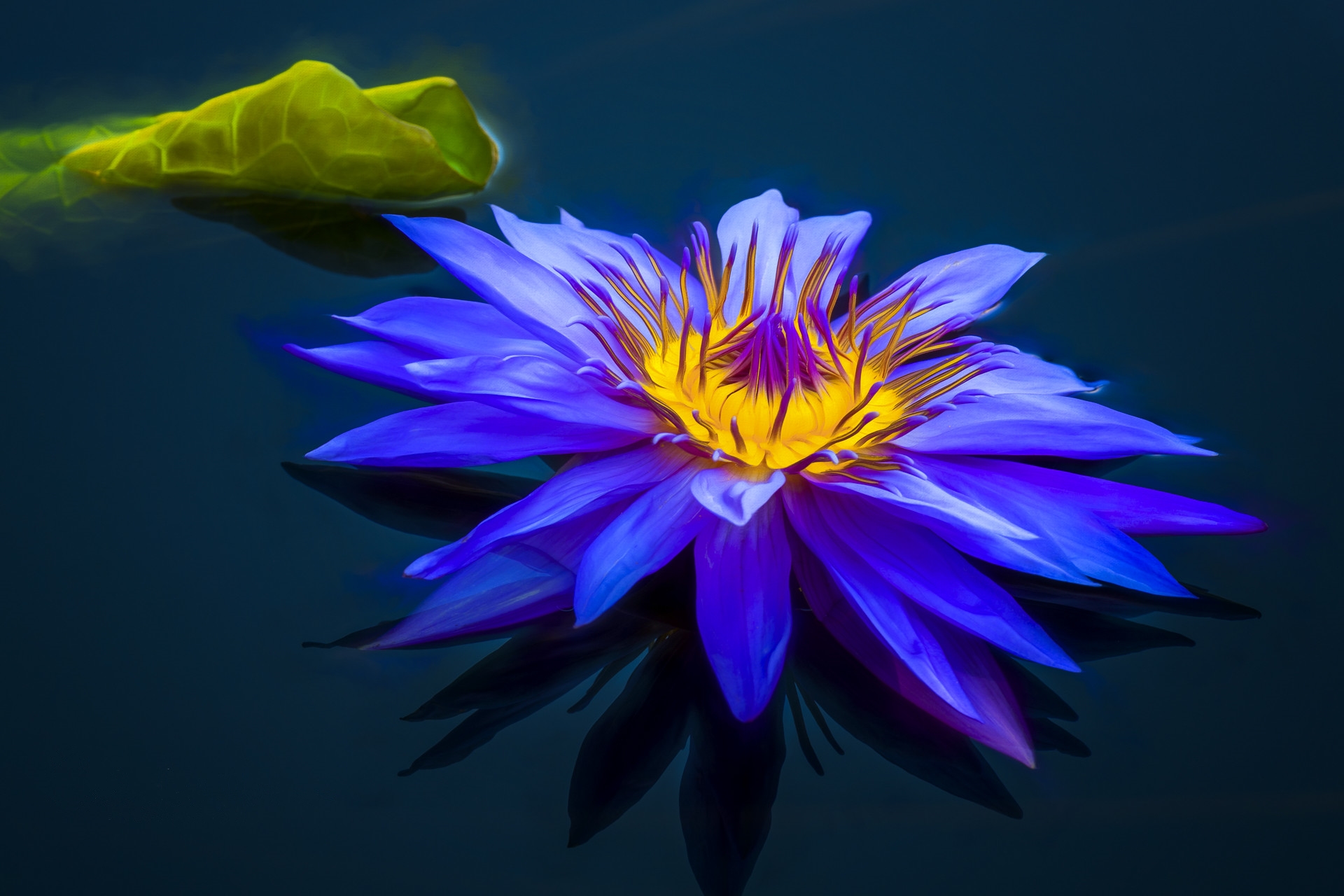 Wallpapers art water Lily water on the desktop