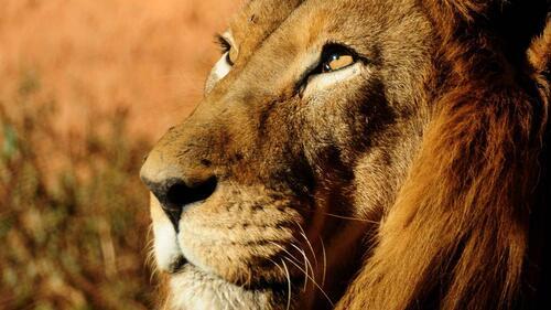 Бесплатное фото Морда льва крупным планом смотрит в сторону