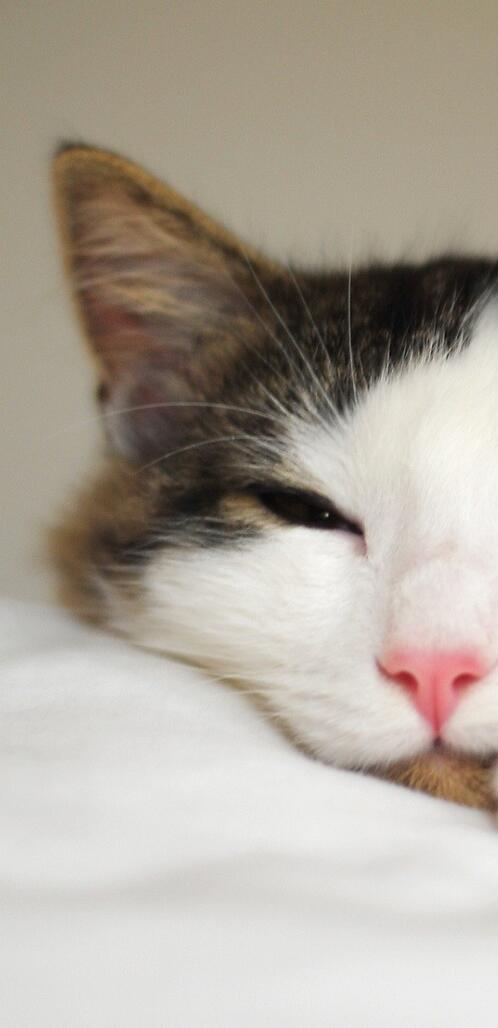 Обои кошка лапы спать на рабочий стол