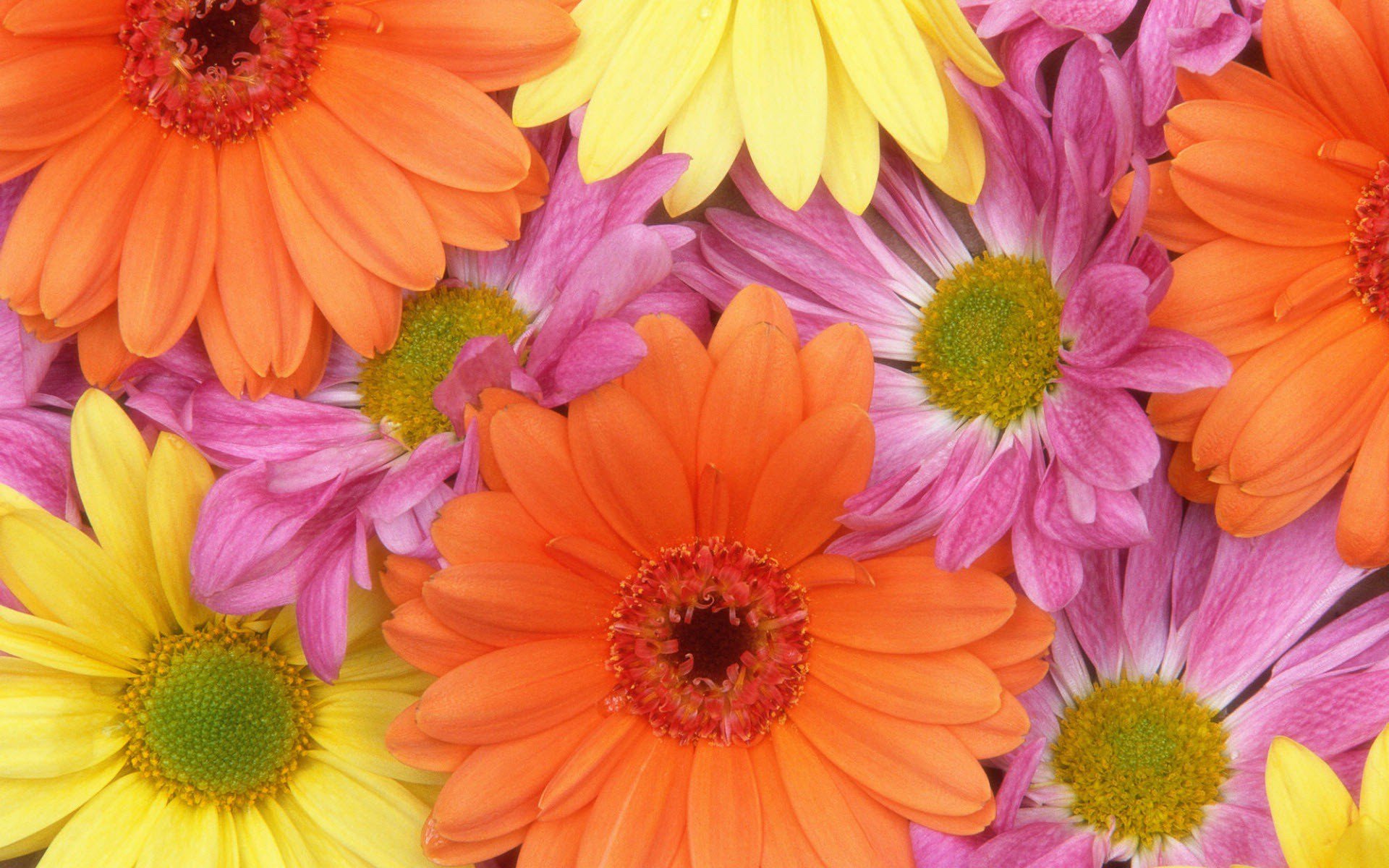 Free photo Bouquet of colorful flowers