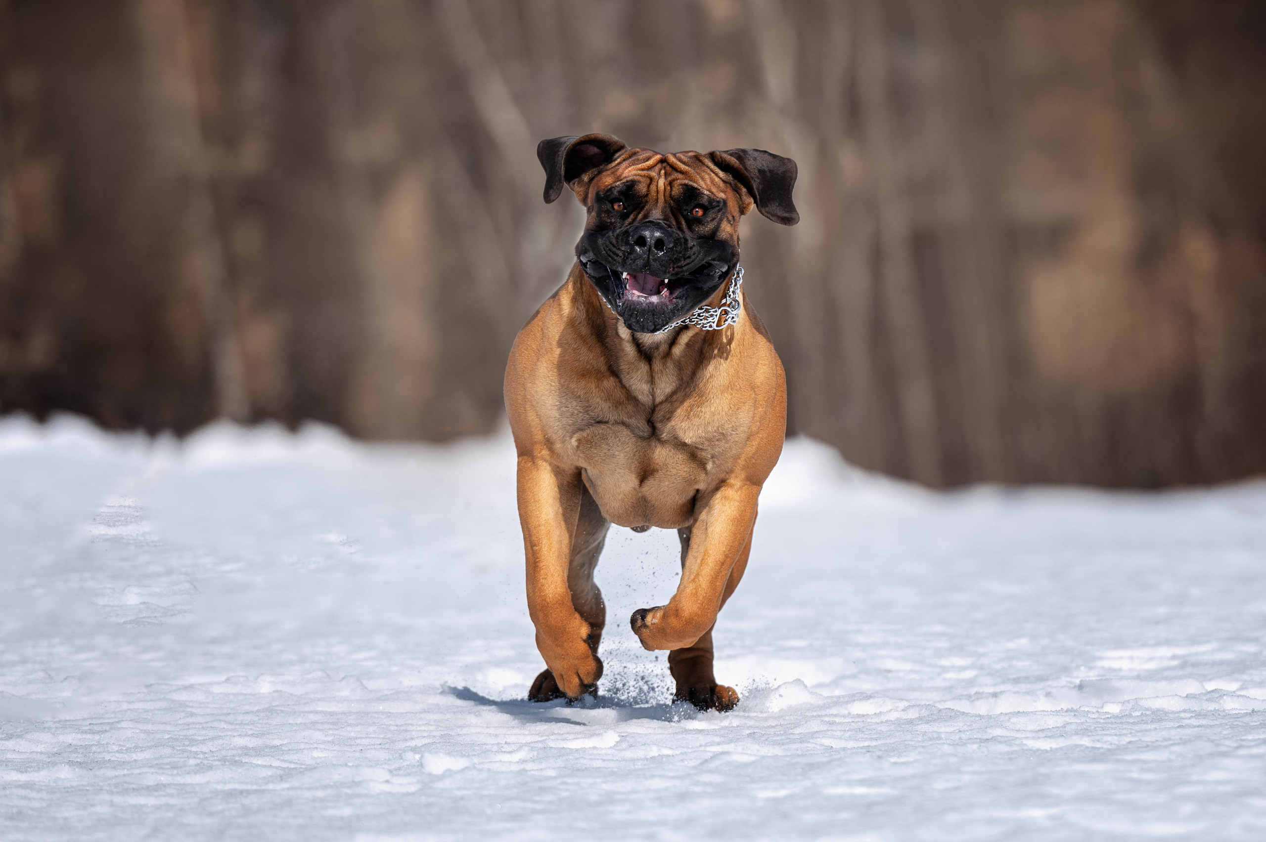 Free photo Jolly Boerboel