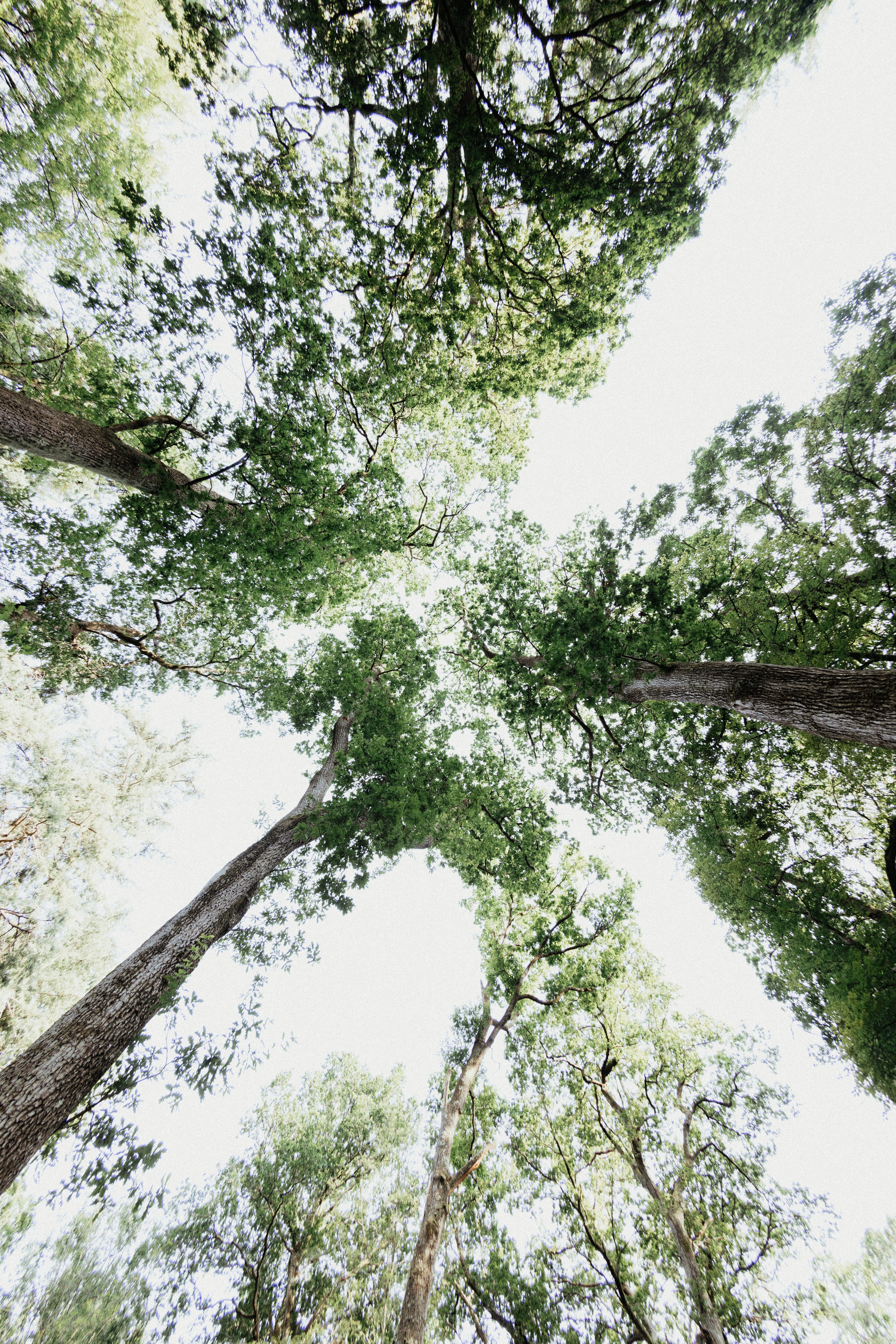 Бесплатное фото Солнечный свет пробивается сквозь кроны деревьев.