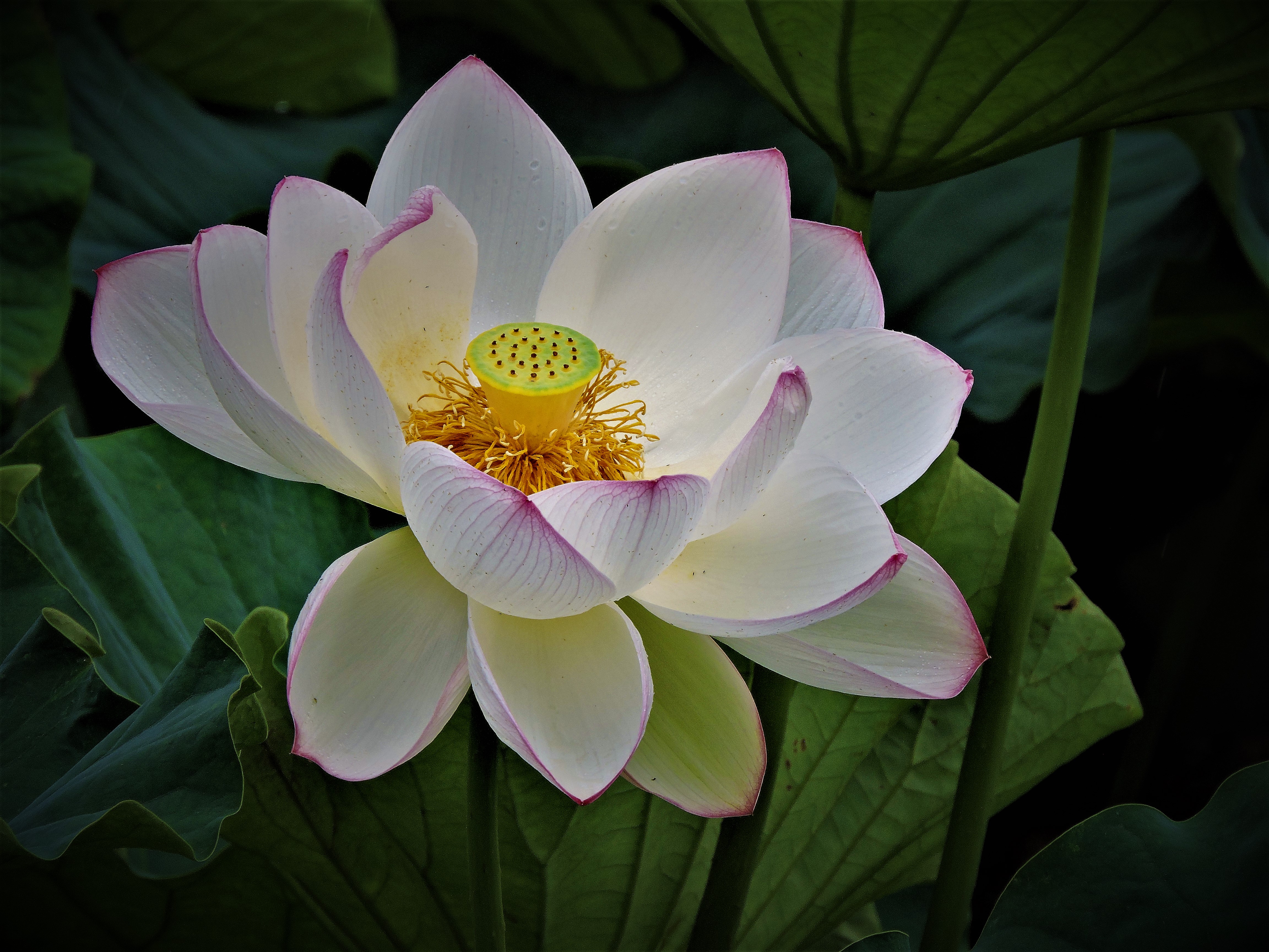 桌面上的壁纸植物群 水 鲜花