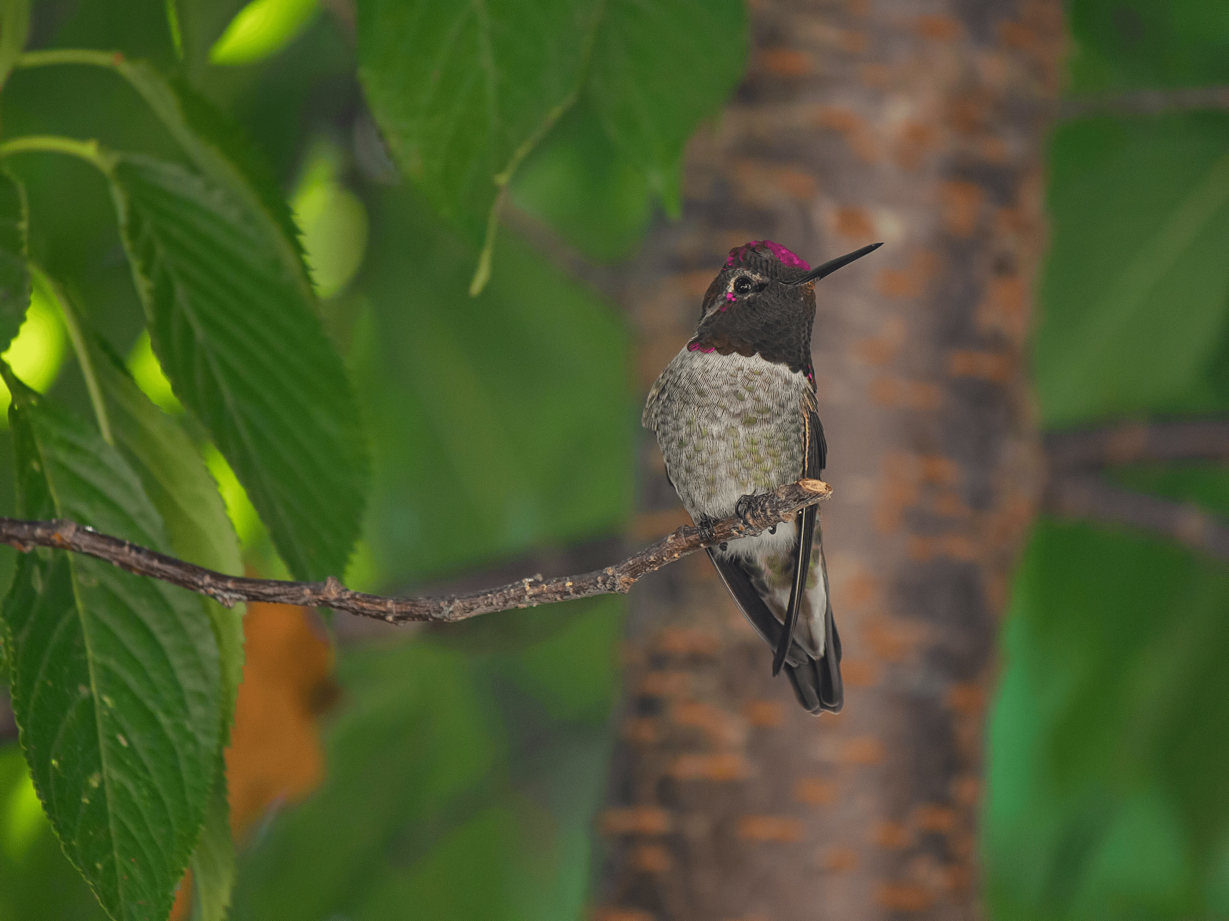 Wallpapers nature branch bird on the desktop