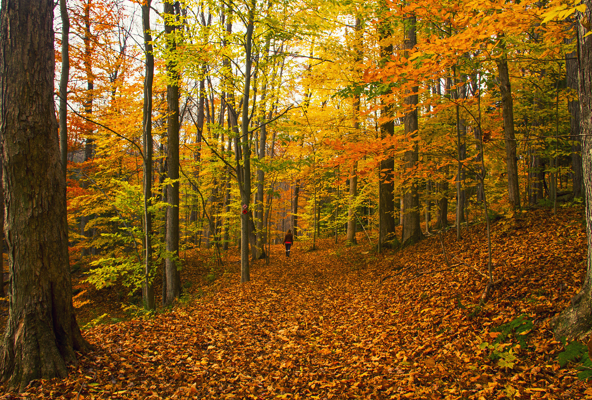 Free photo Photo online free autumn, the forest