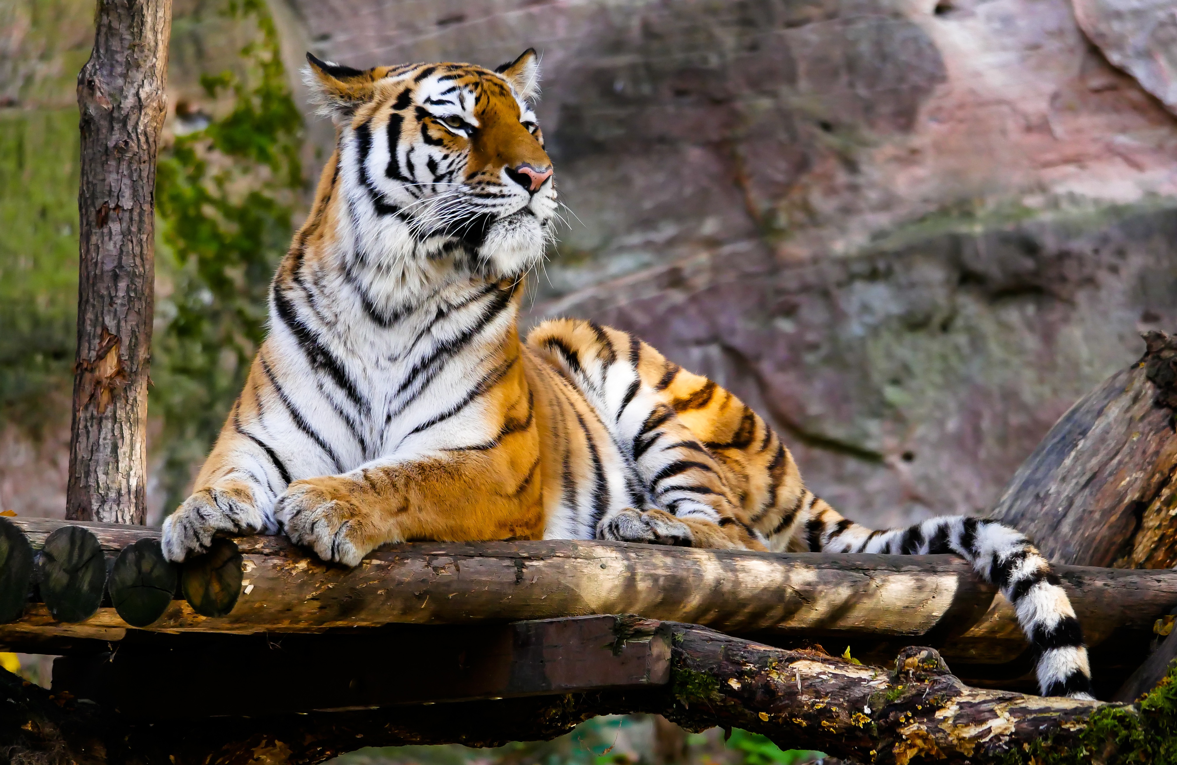 Free photo The majestic tiger