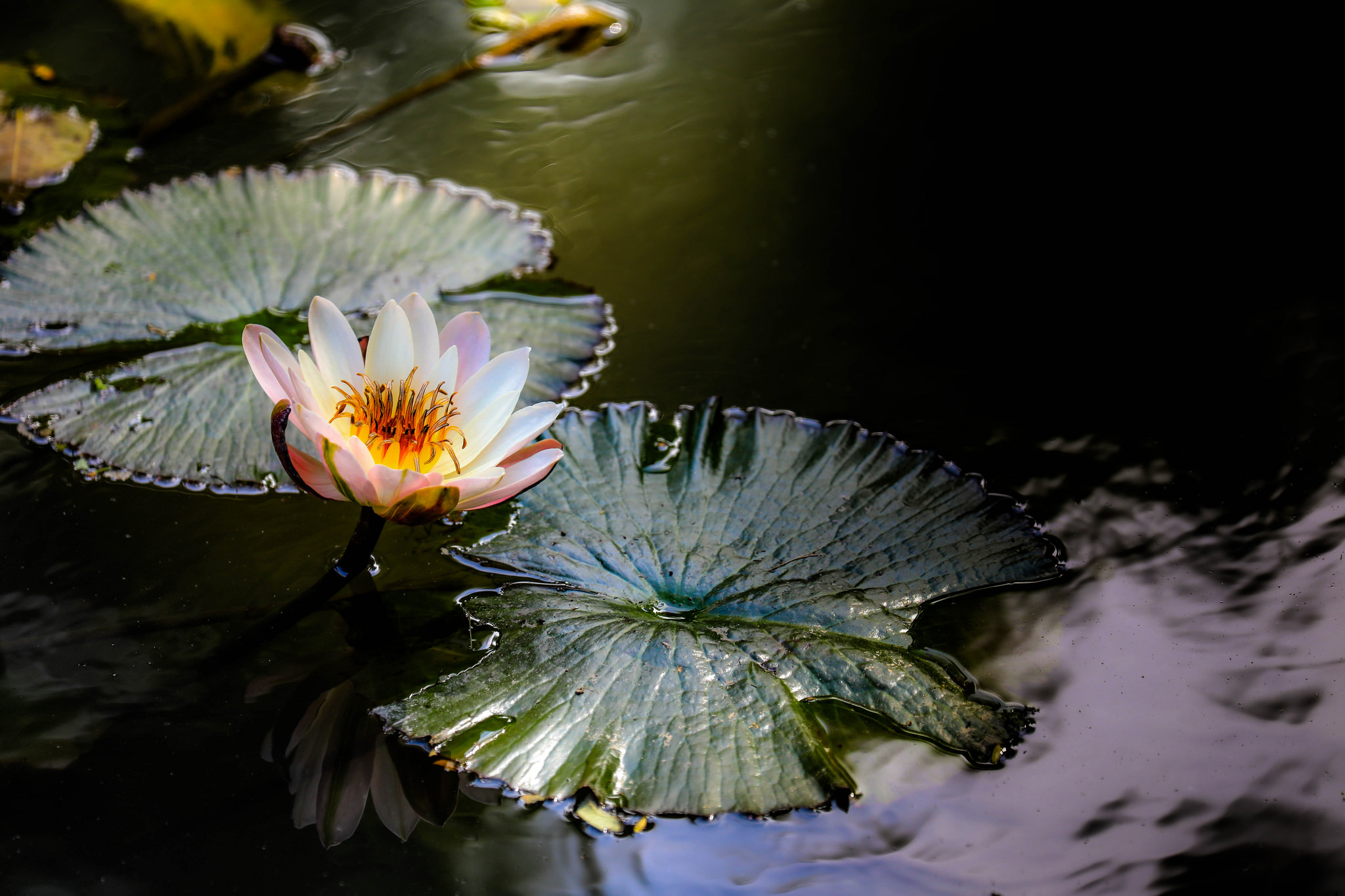 Wallpapers water beauty pond flower on the desktop