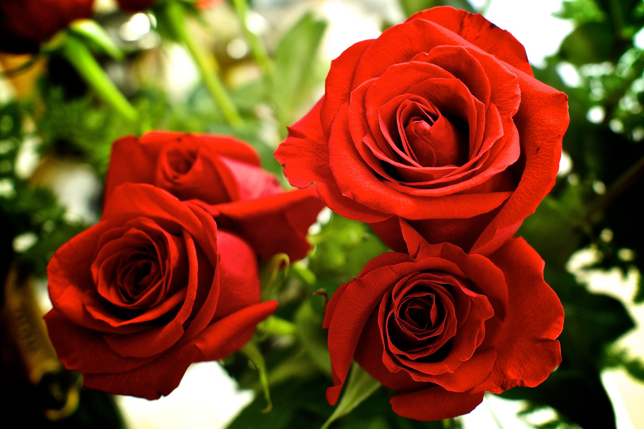 Обои роза букет роз цветок на рабочий стол