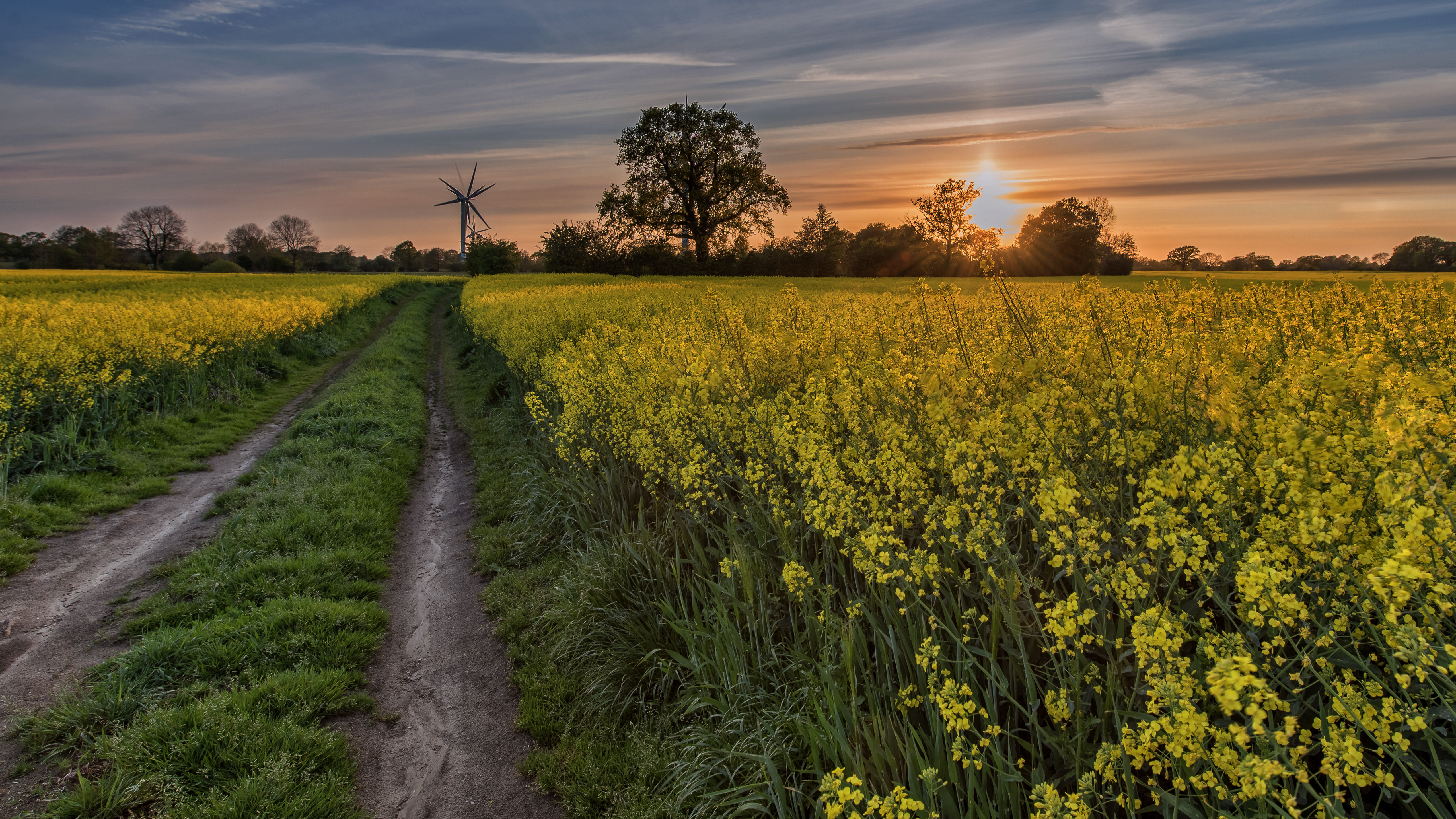 Wallpapers field dirt road flowers on the desktop