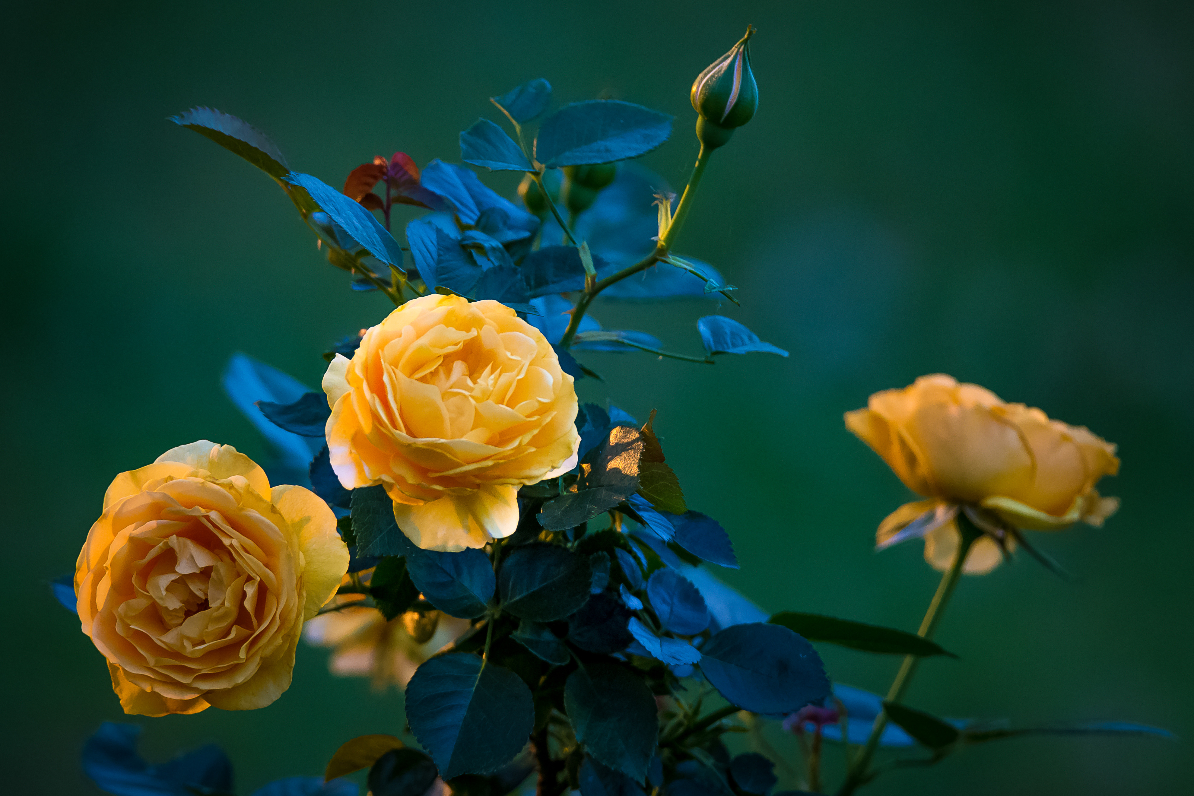 Обои желтые розы маленькие розы розы на рабочий стол