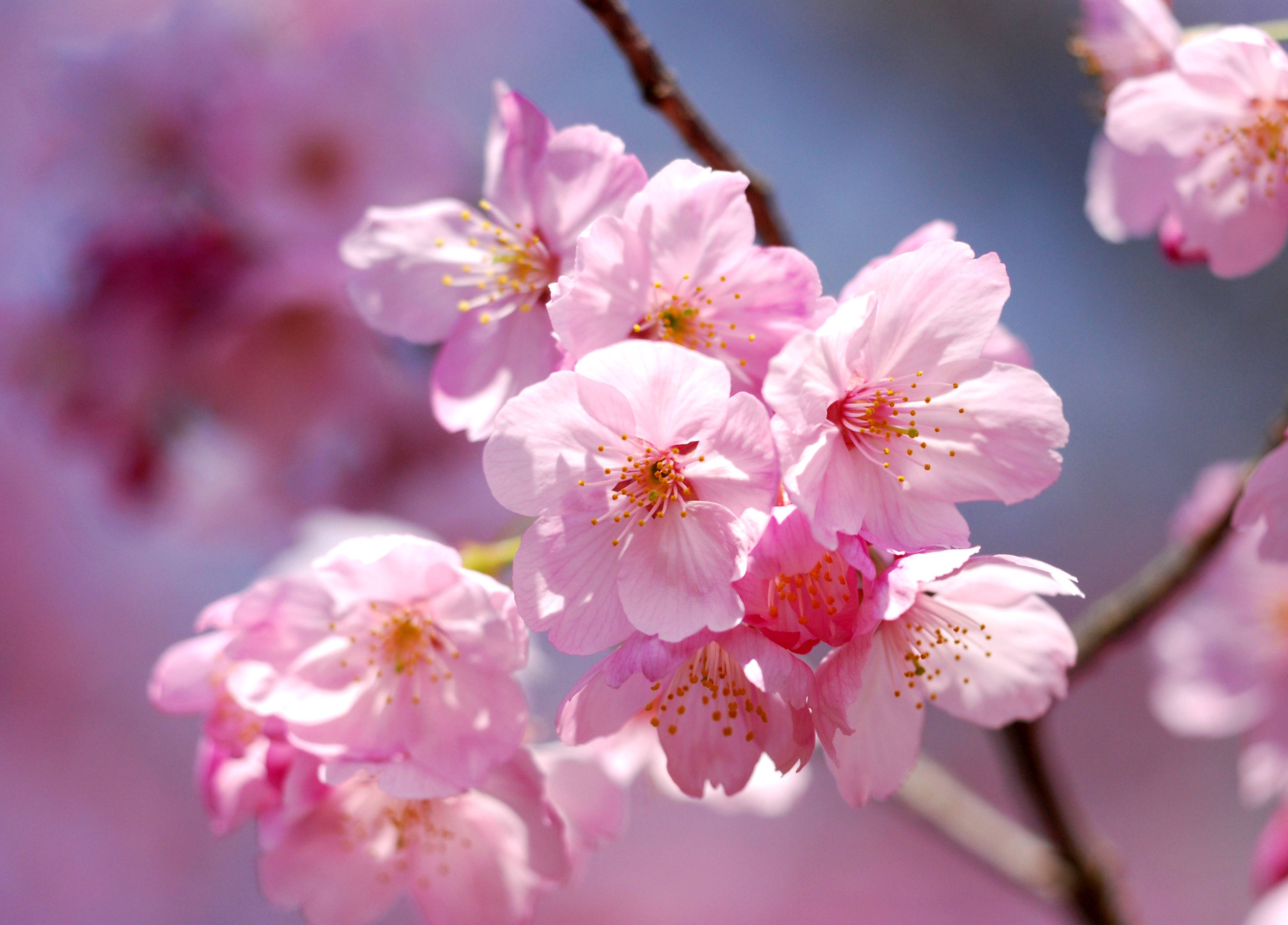 桌面上的壁纸花木 樱花 小花