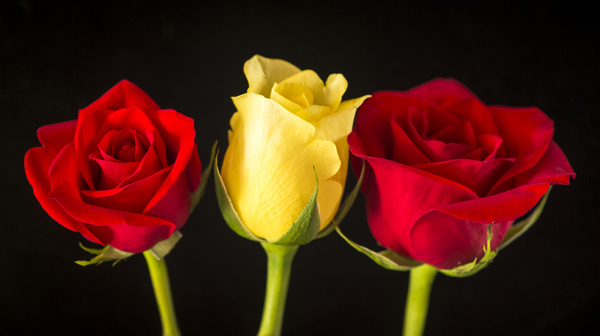 Обои цветок три розы флора на рабочий стол