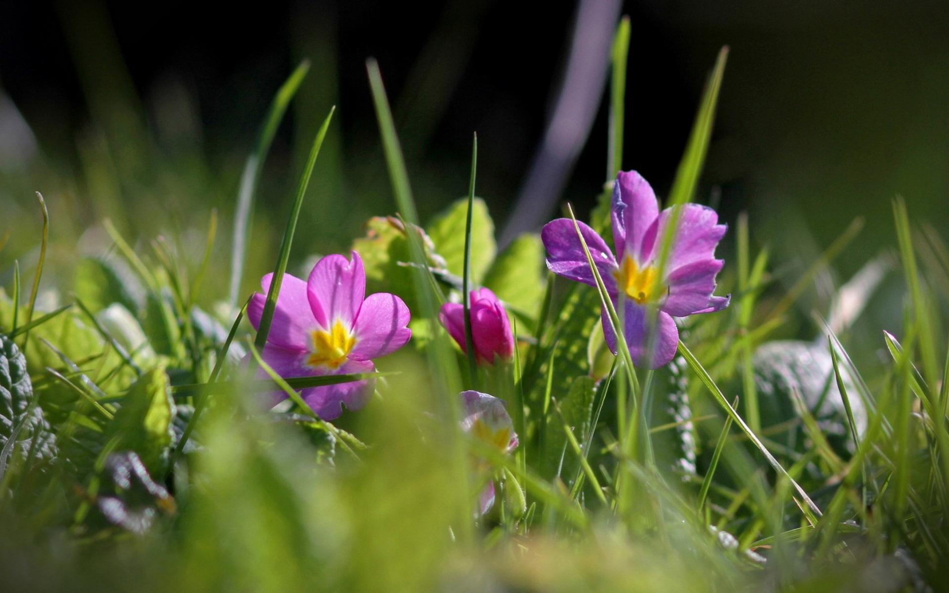 Wallpapers grass flowers lilac on the desktop