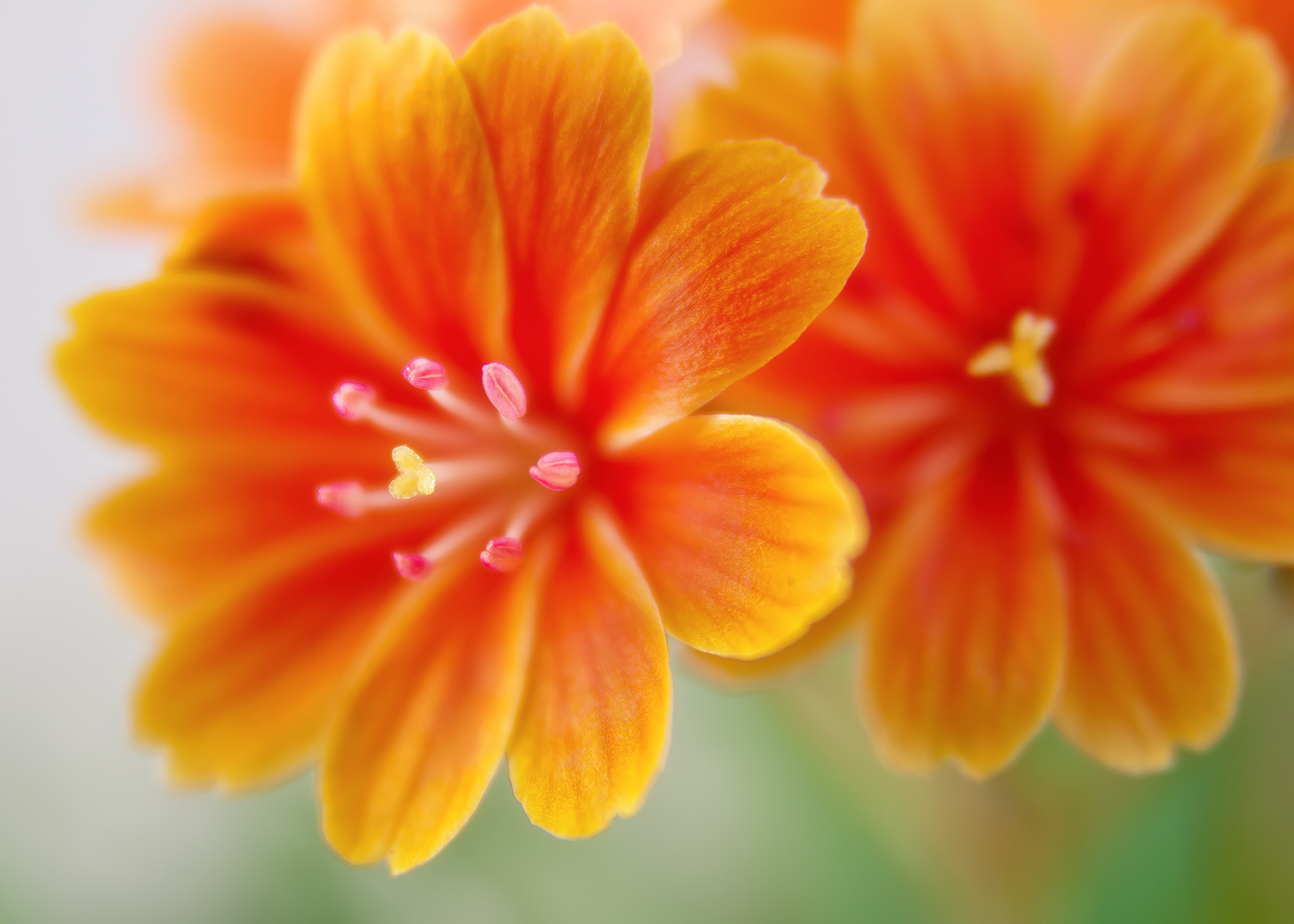 Free photo The bright orange flowers of the luisiaceae of the daisy family