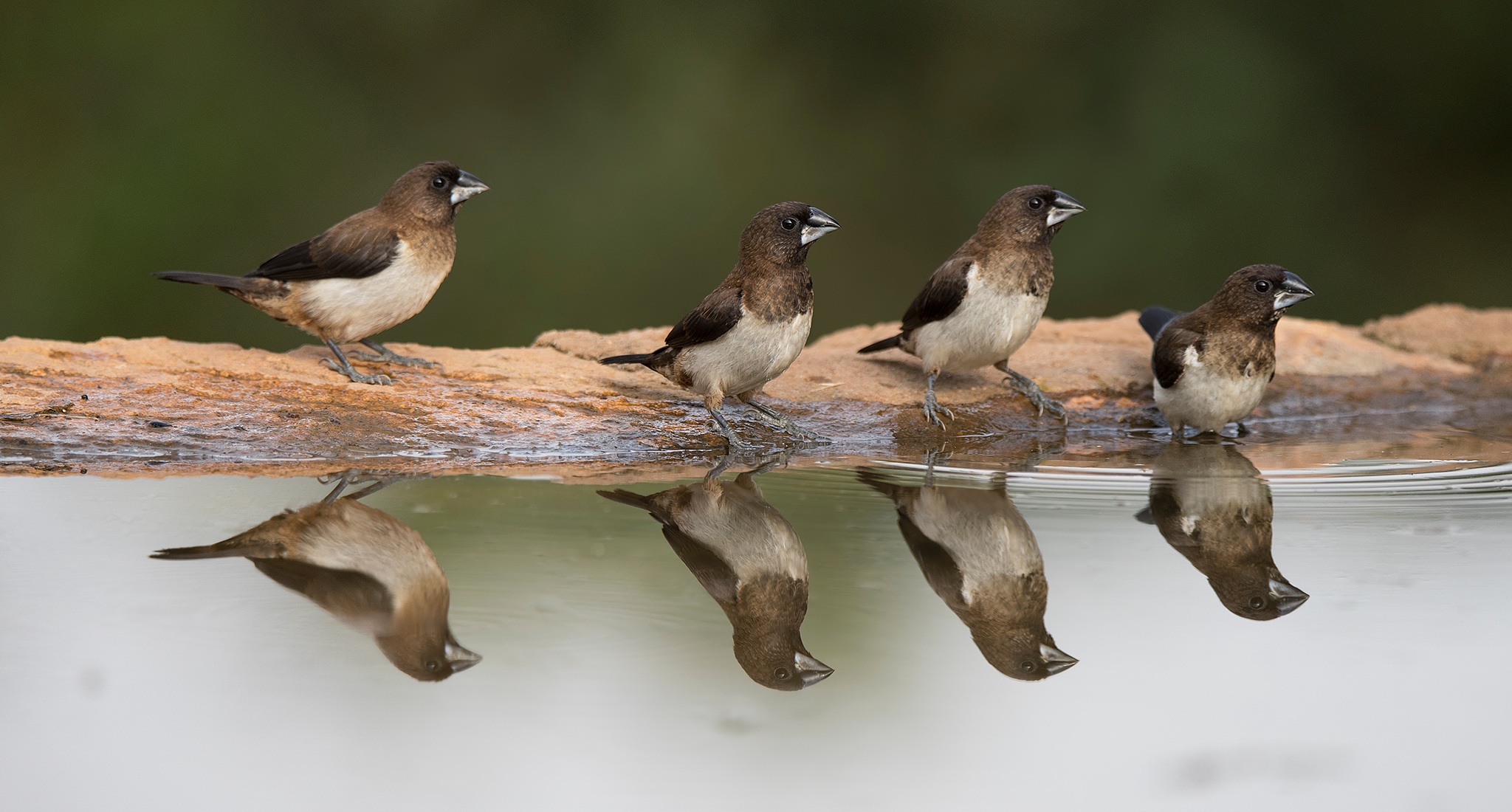 Free photo A family of birds