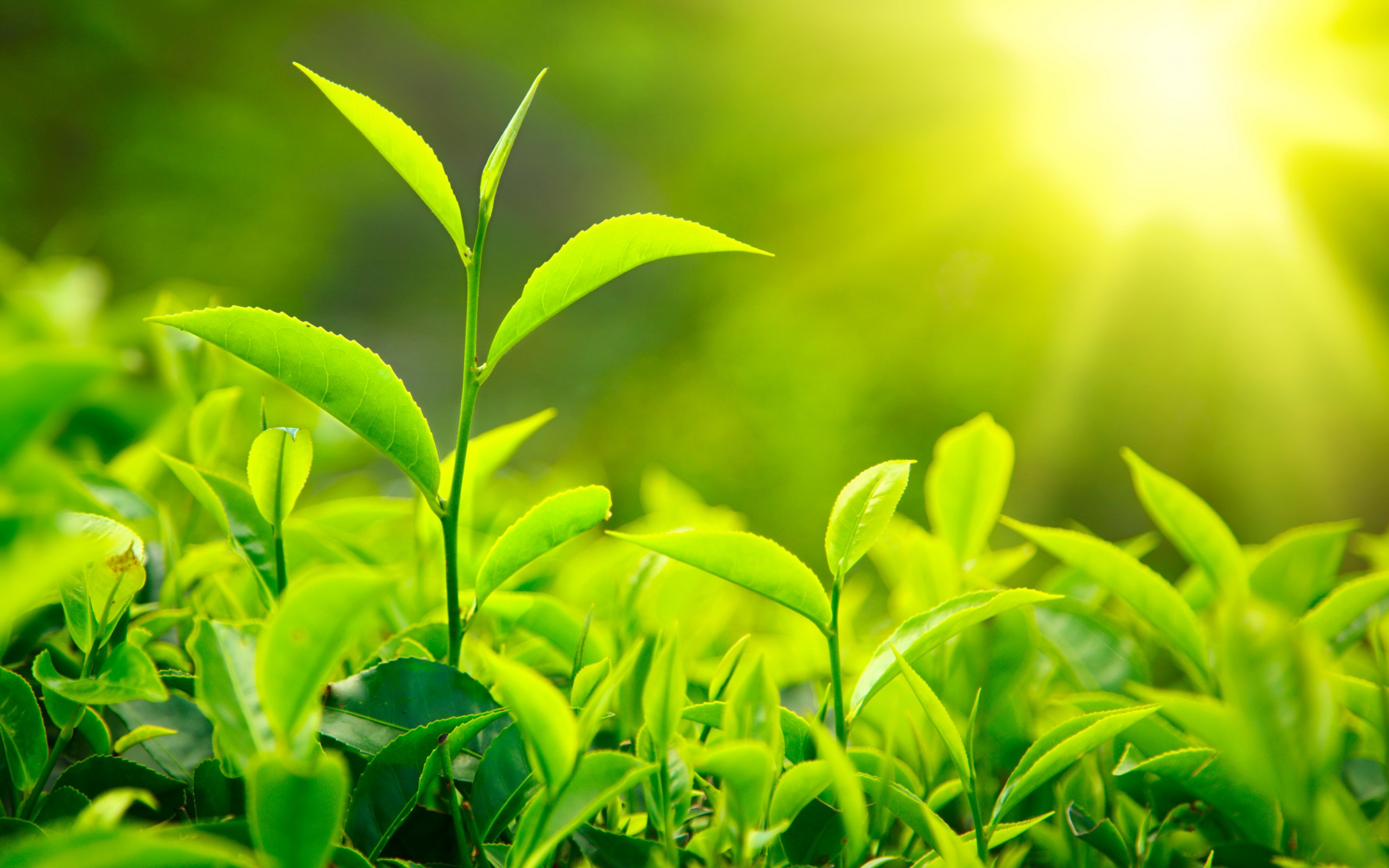 Wallpapers tea bushes branches on the desktop