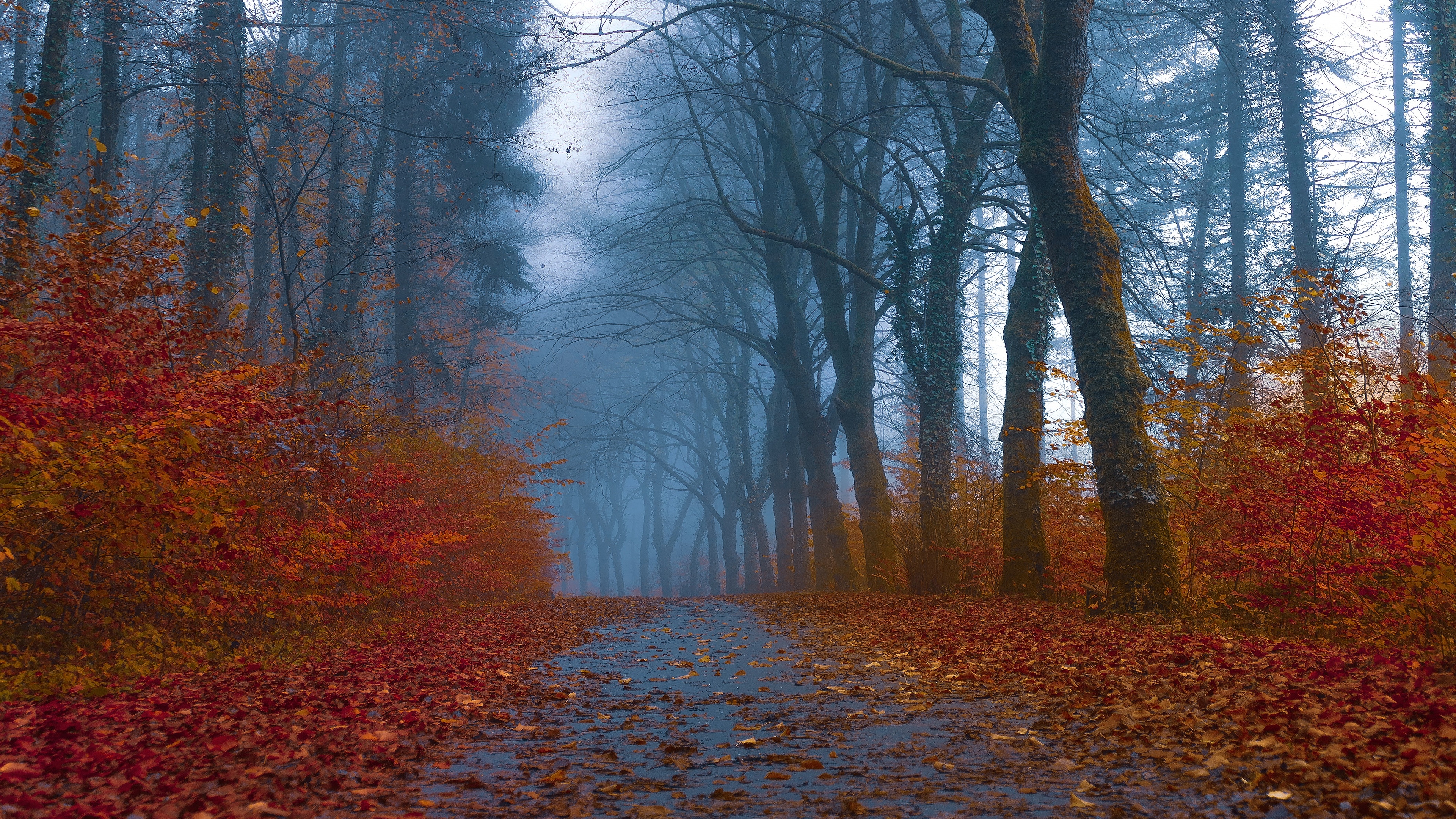 Free photo Fallen fall leaves lie on a walkway in the woods