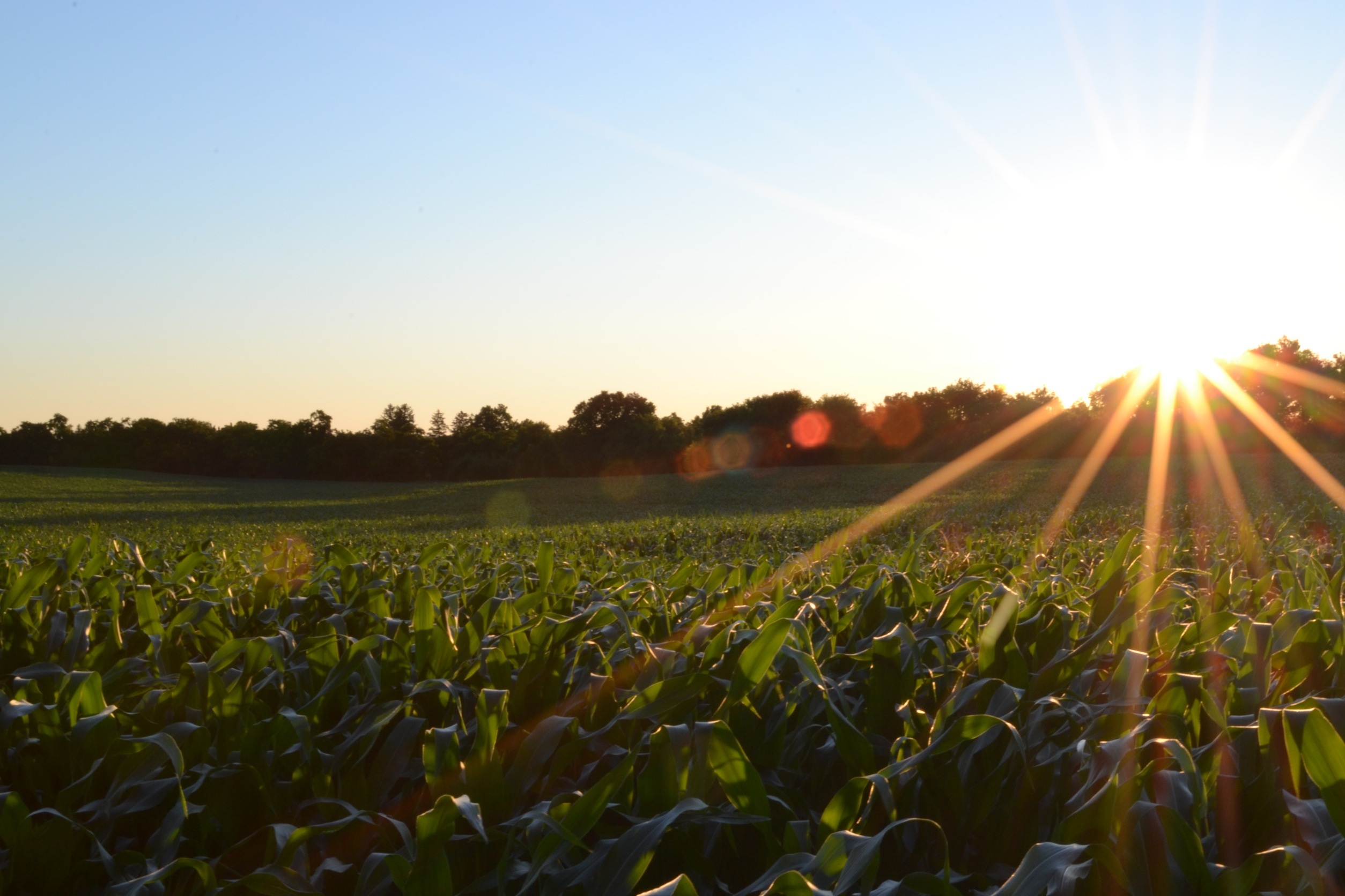 Free photo Sunlight on a field during sunset