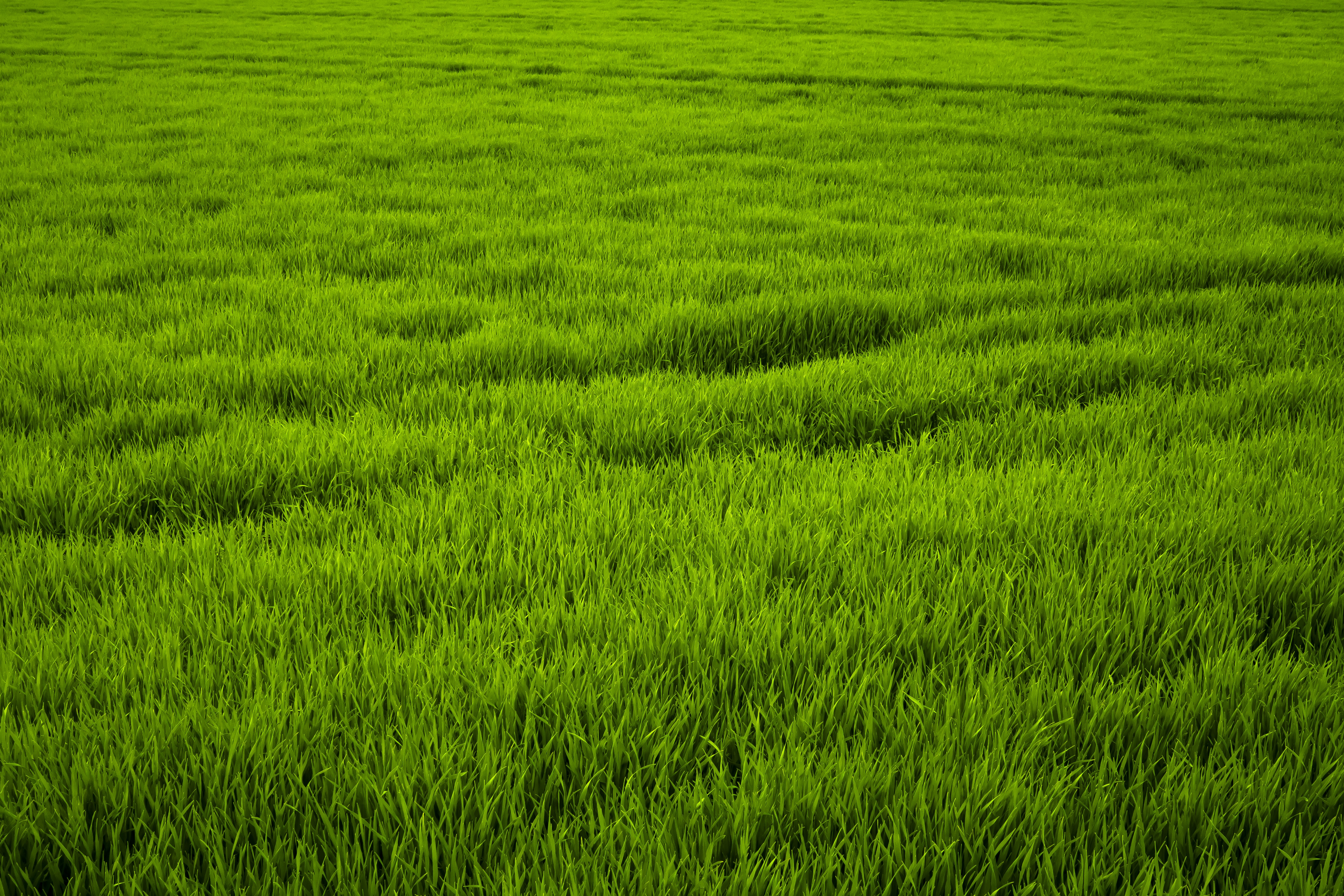 Обои растение поле рисовое поле на рабочий стол